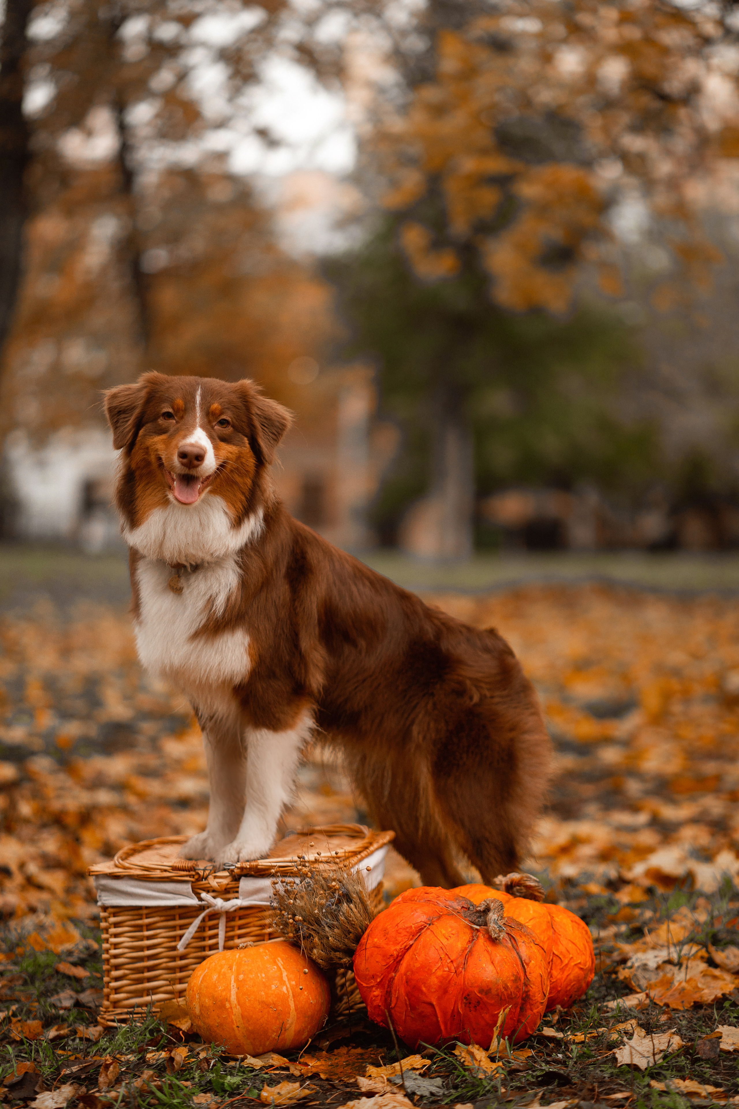 Хвостики. Главная