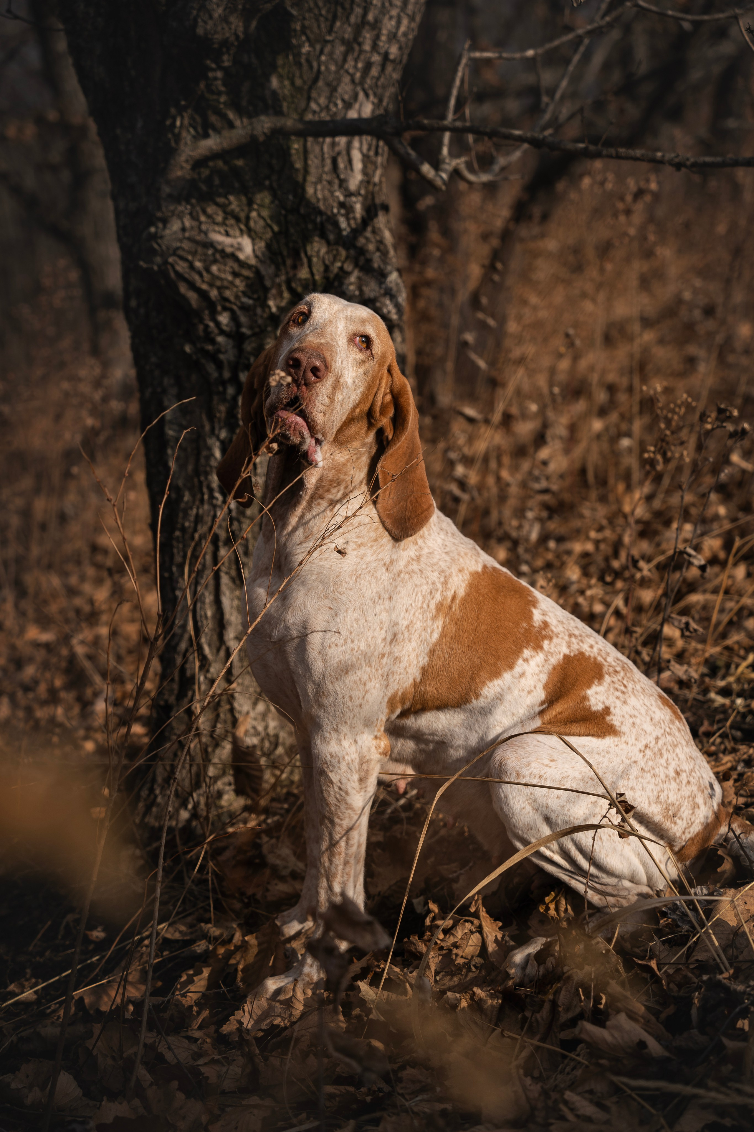 Итальянский бракк Стеша и Любомир. Семейный фотограф анималист г. Находка