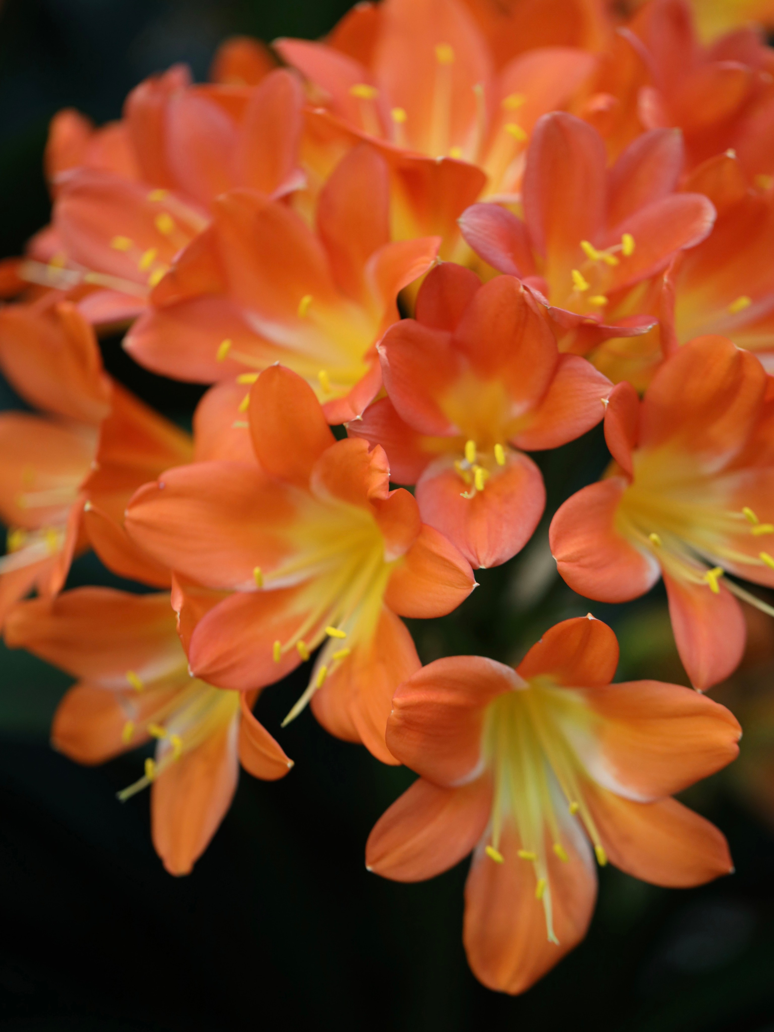 Весенние цветы. Фотосессии и репортаж — Фотограф в Москве — Рина Серёгина