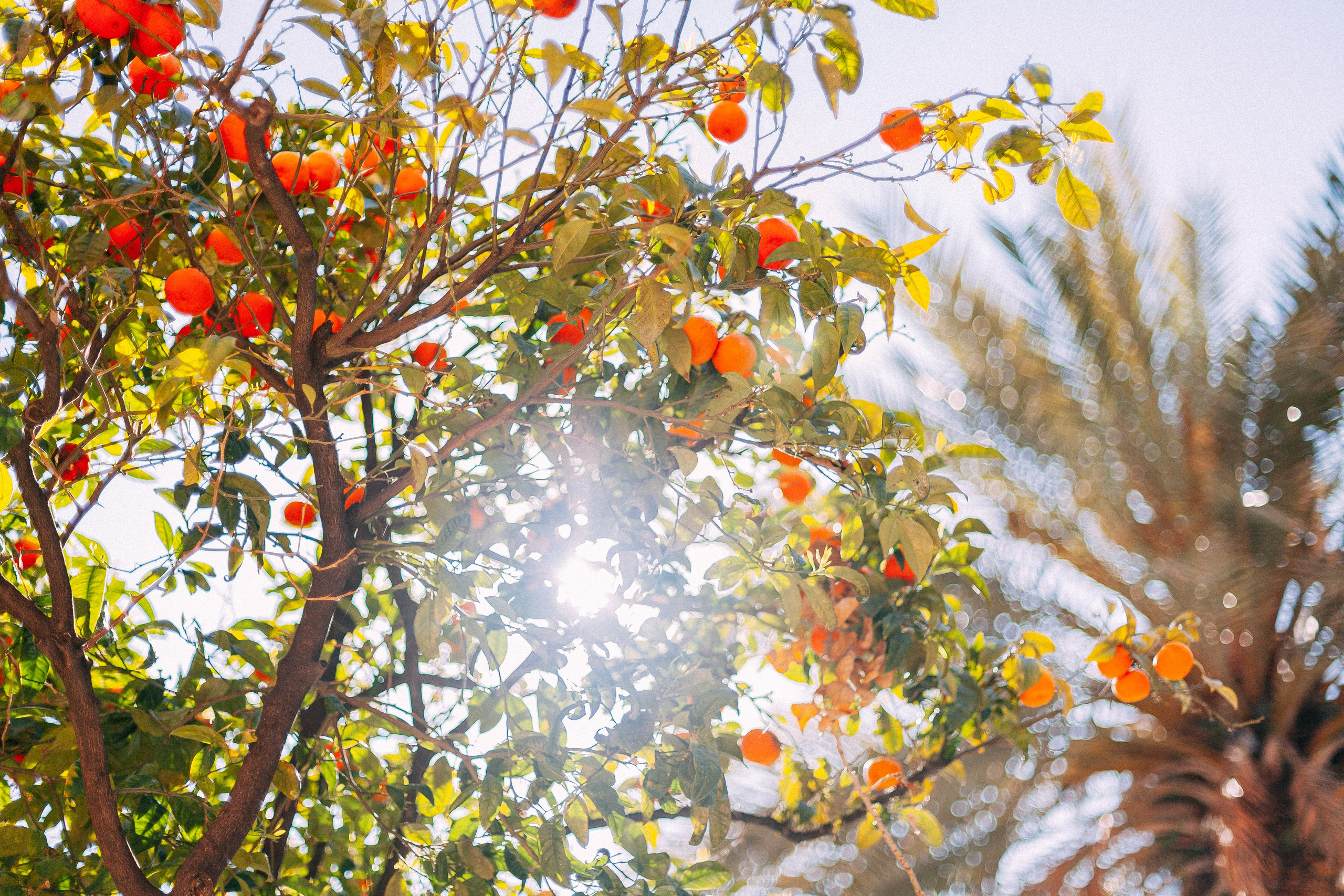 Барселона. Аня Степанова