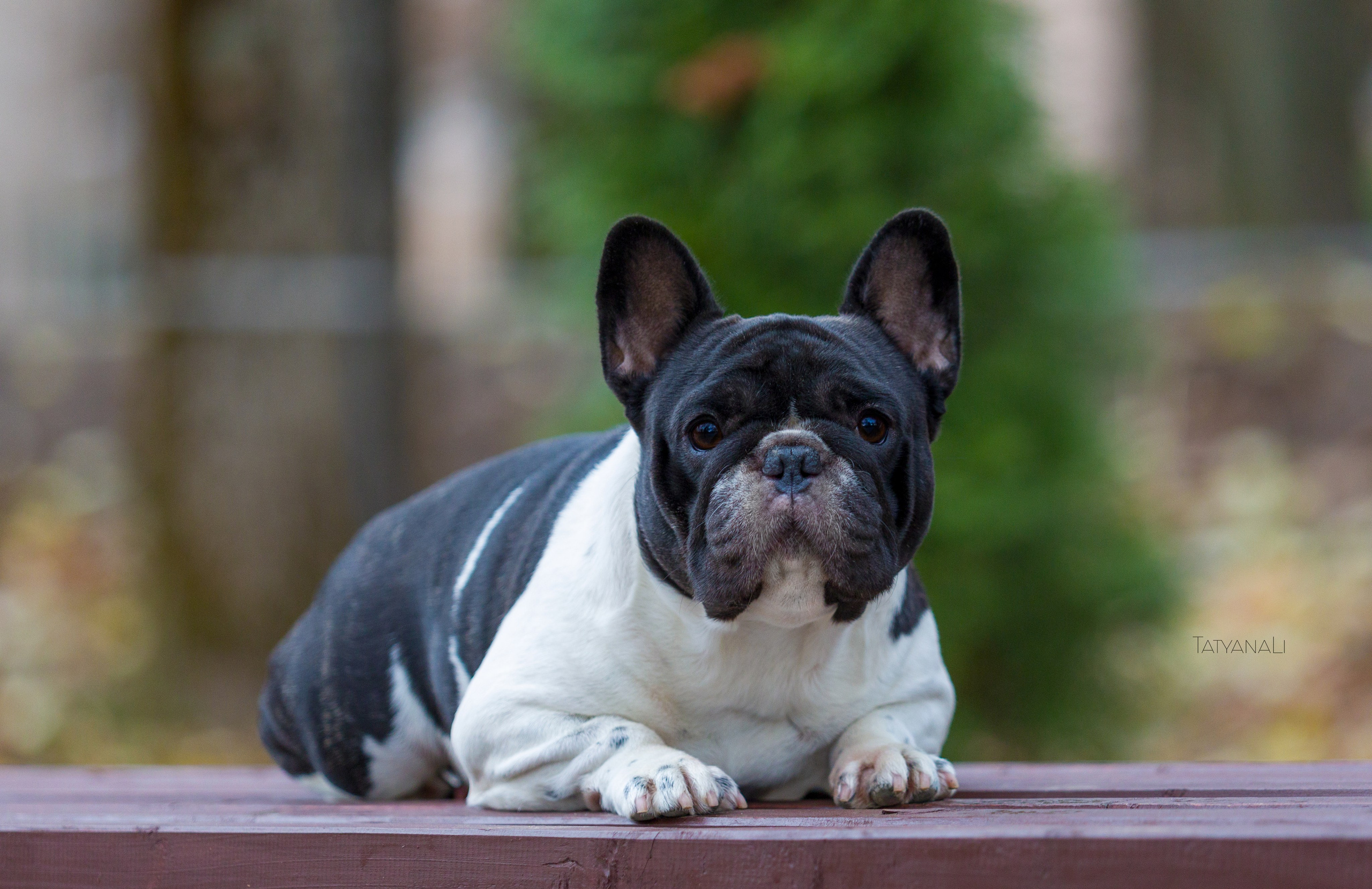 Французкий бульдог. Фотограф — анималист Татьяна Ли
