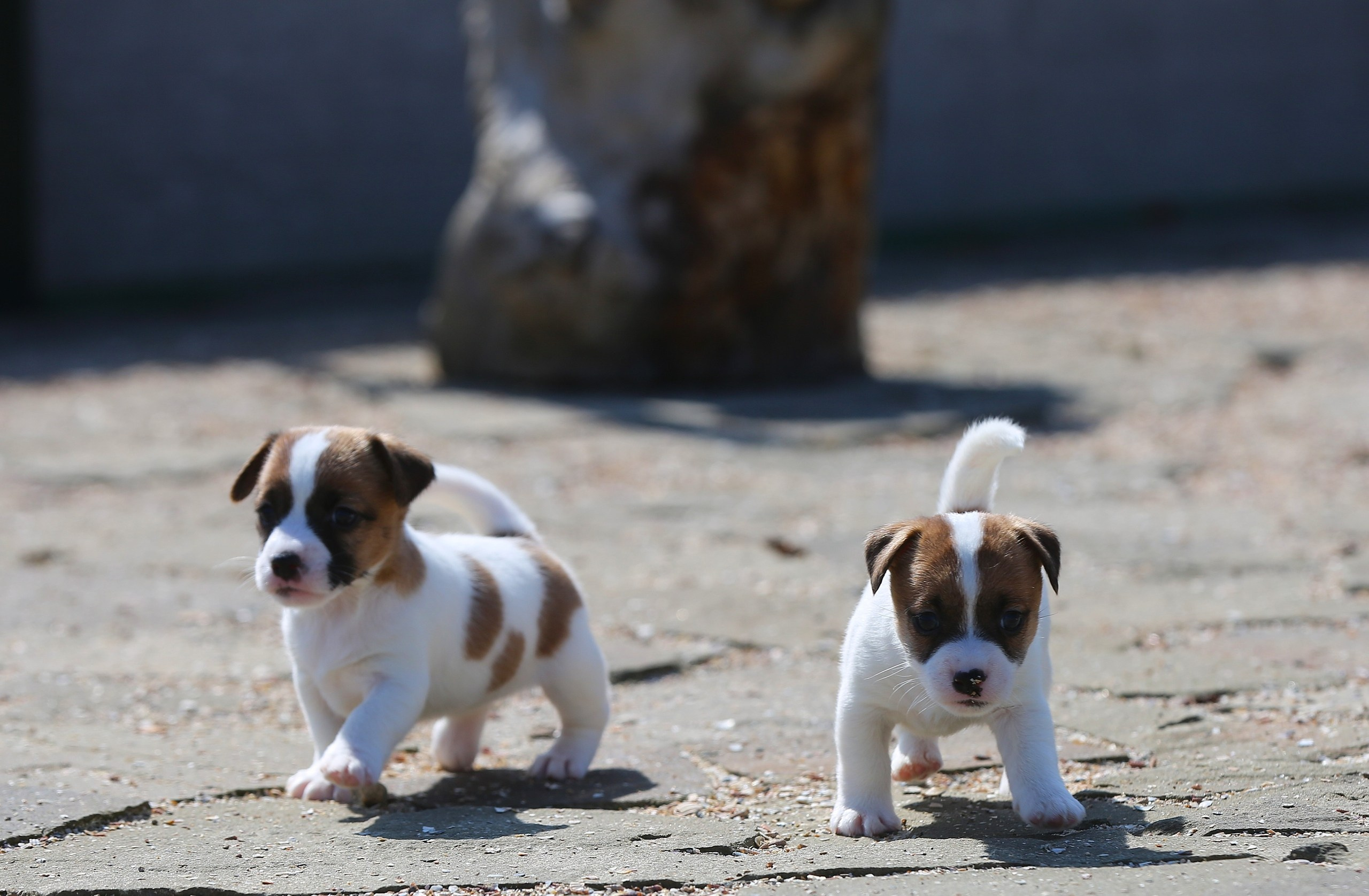 Общий альбом. Lovely-Orange питомник джек рассел терьеров