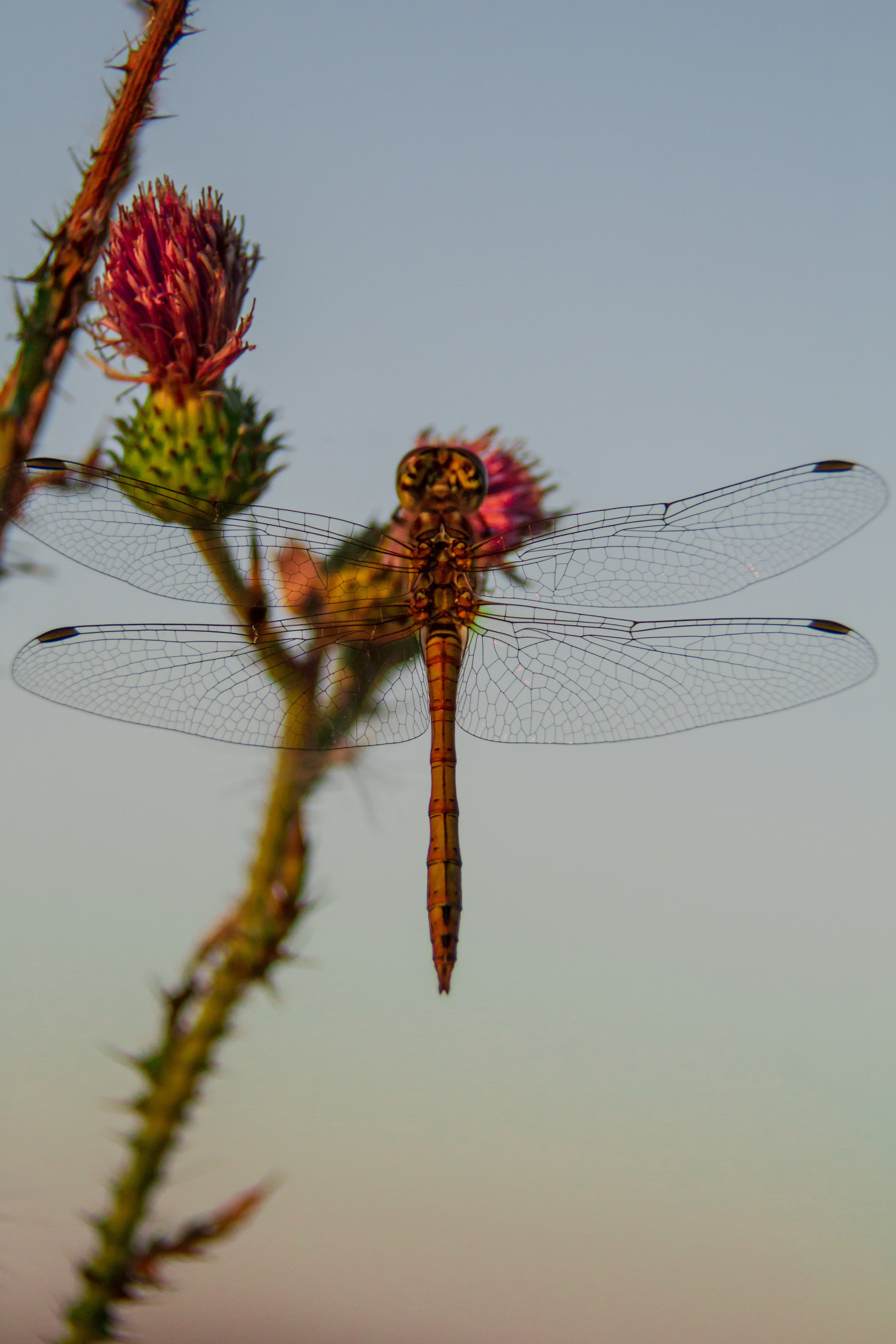 ЦВЕТНЫЕ ФОТОГРАФИИ. Никита Аничкин фото и видео оператор из России