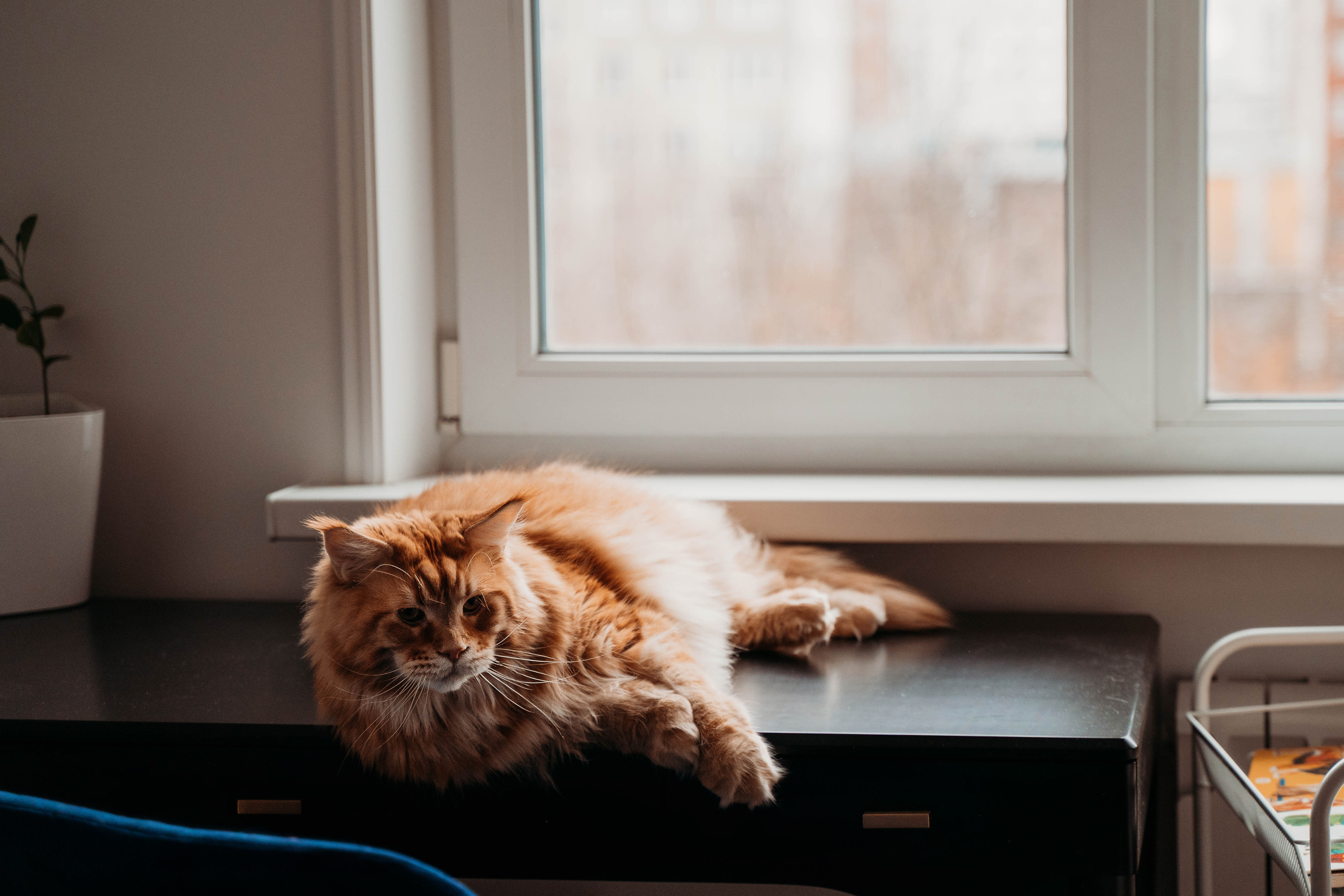 Иннокентий, Алёна, Эмилия. Детский и семейный фотограф в Москве Алёна Шестунова