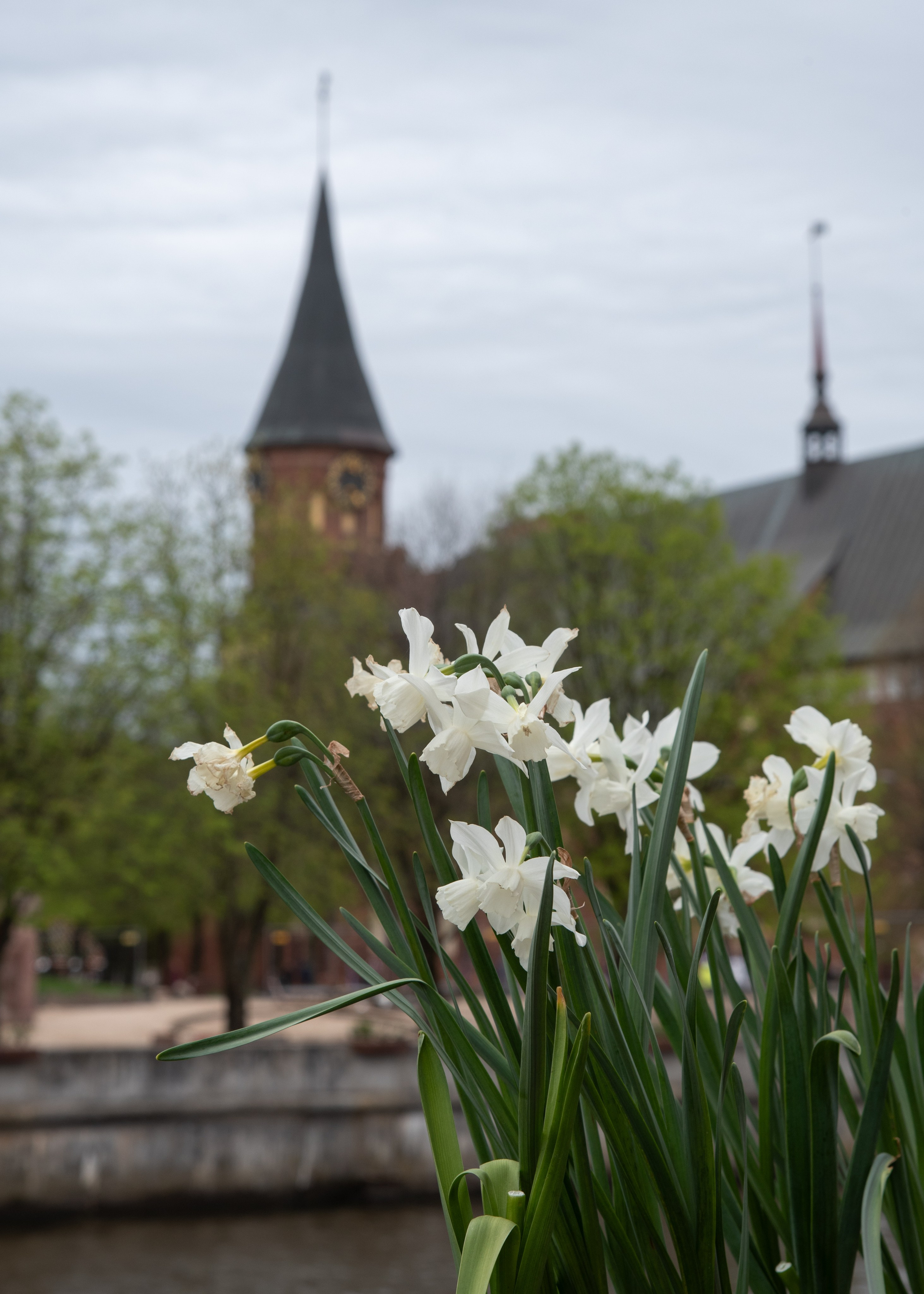 Калининград, Светлогорск. Фотограф Юлия Зимина