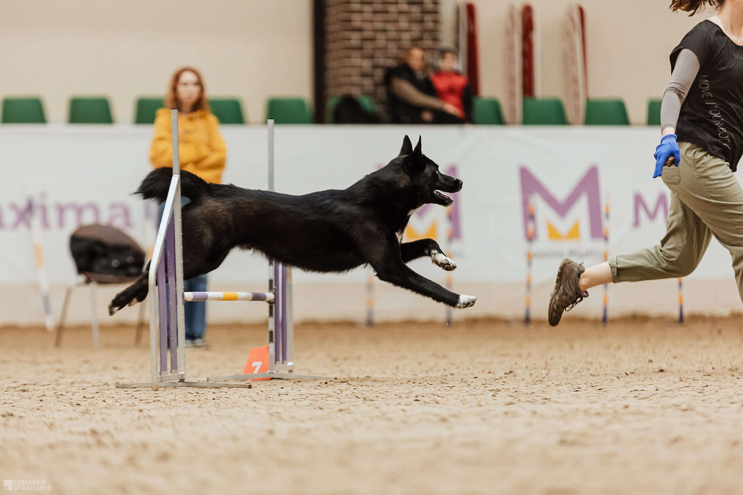 ЧРКФ Аджилити в Максима. Фотограф Анималист Екатерина Справцева в Нижнем Новгороде