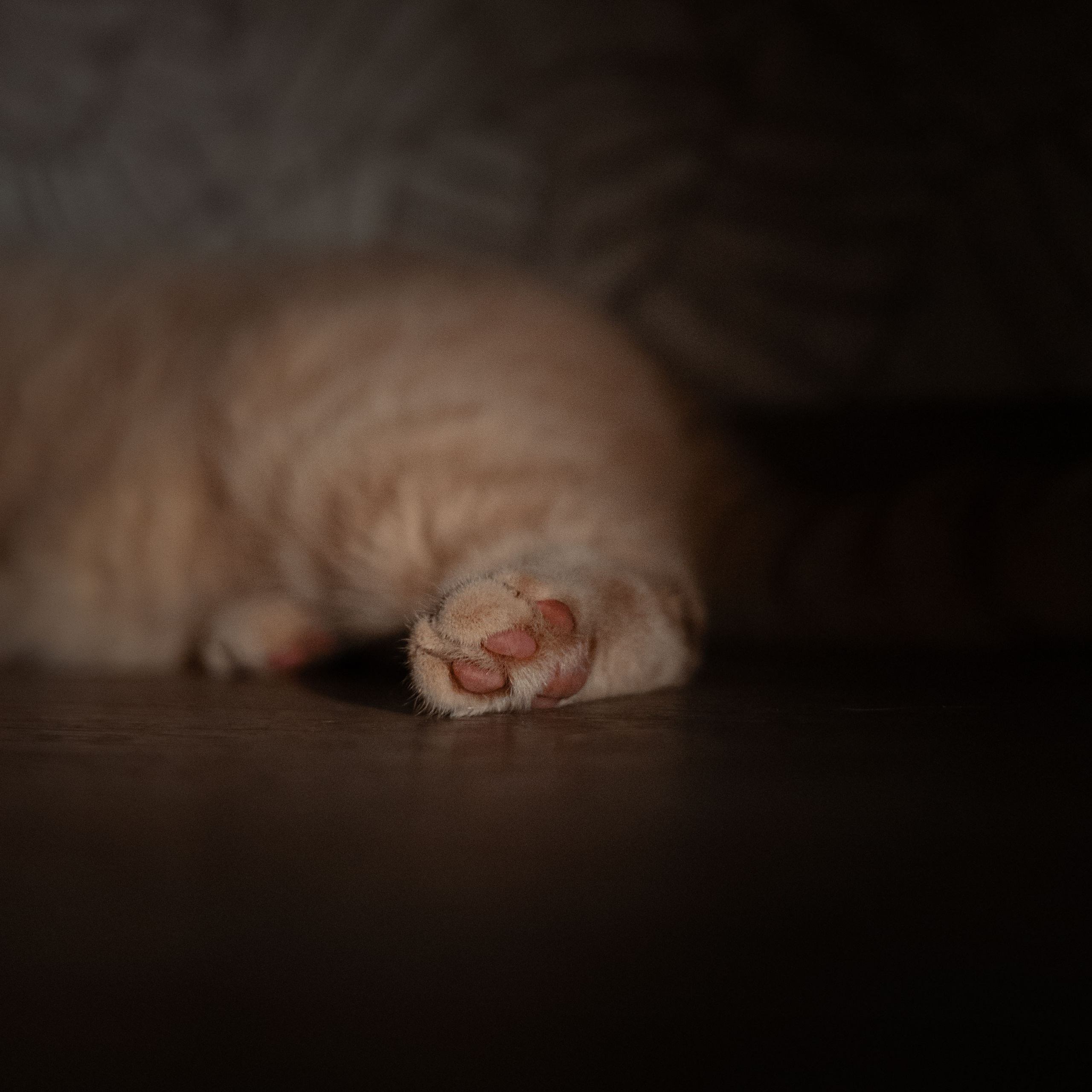 Иксик, Маффин и Надя. Фотограф Анималист Екатерина Справцева в Нижнем Новгороде