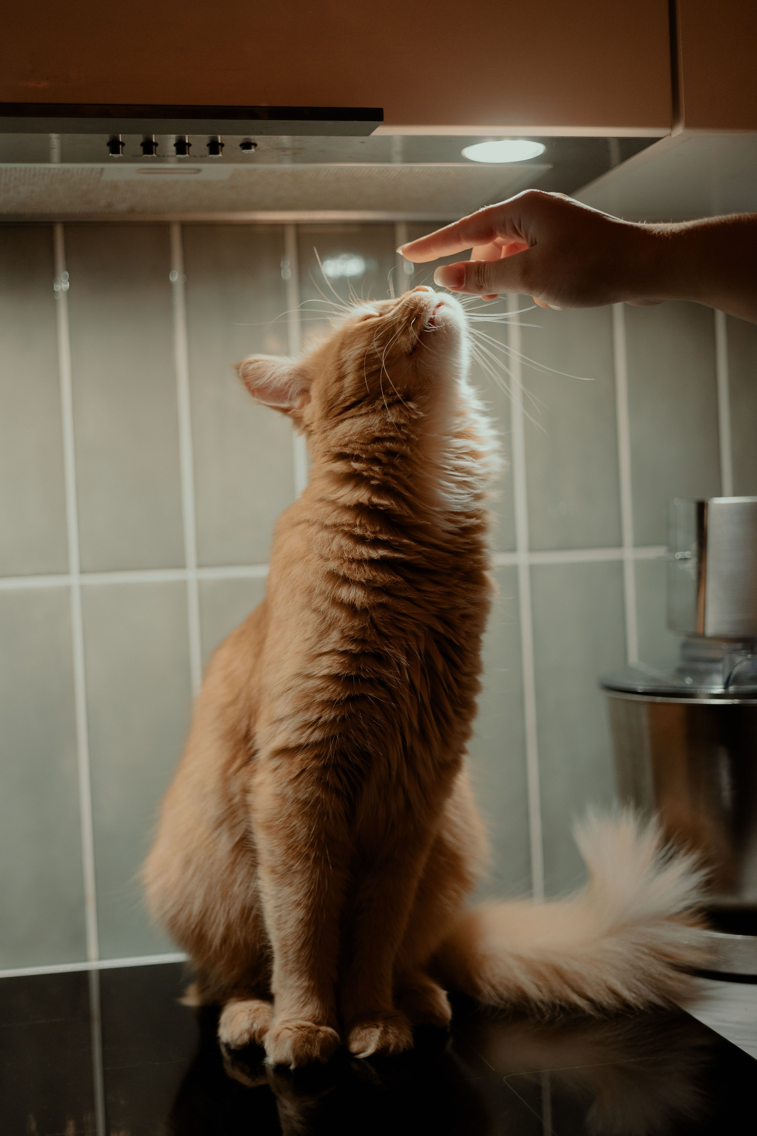 Рыжий Маффин, Алёна и Антон. Фотограф Анималист Екатерина Справцева в Нижнем Новгороде