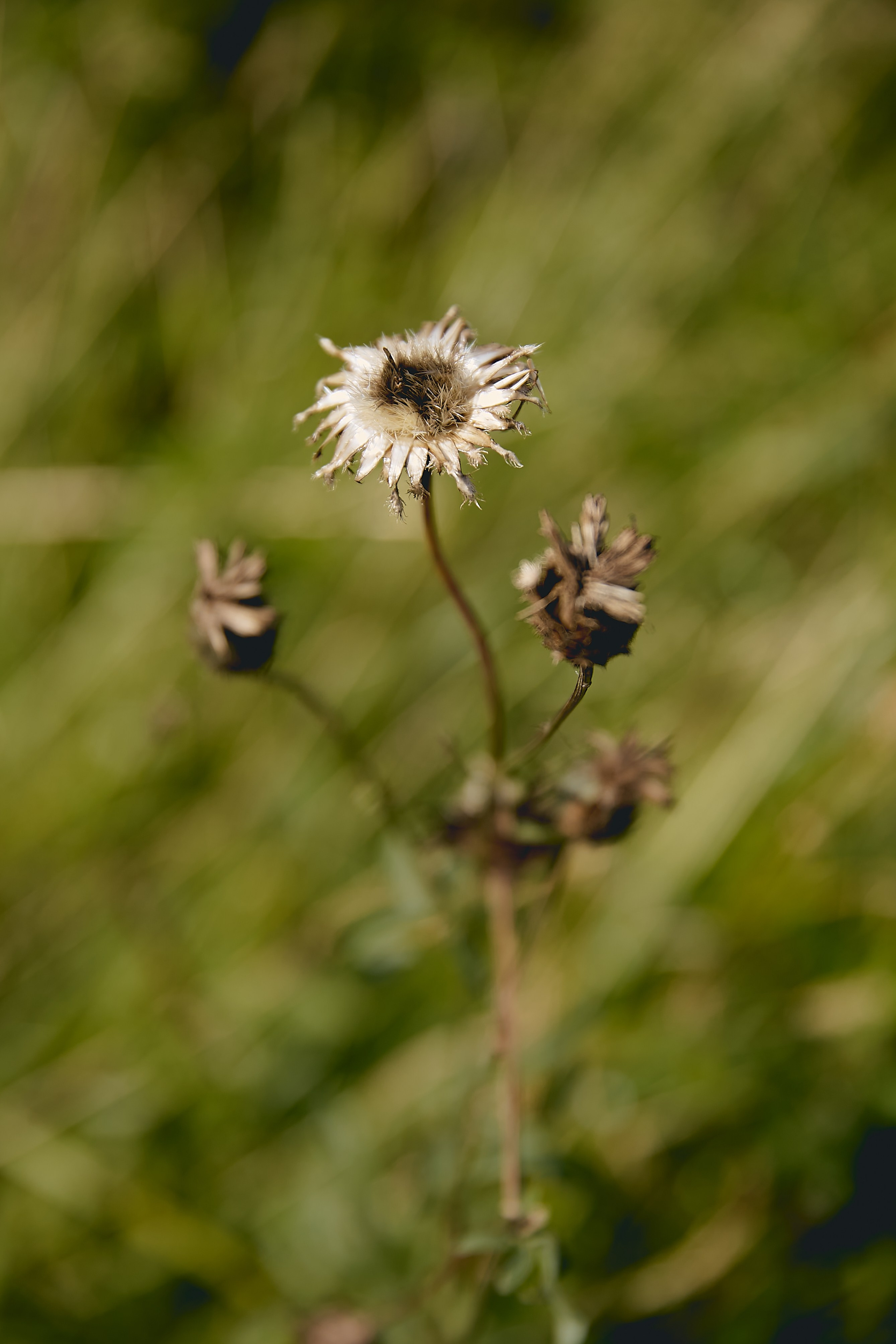Пушкинские горы. Юлия Иванова. Фотограф для лучших моментов