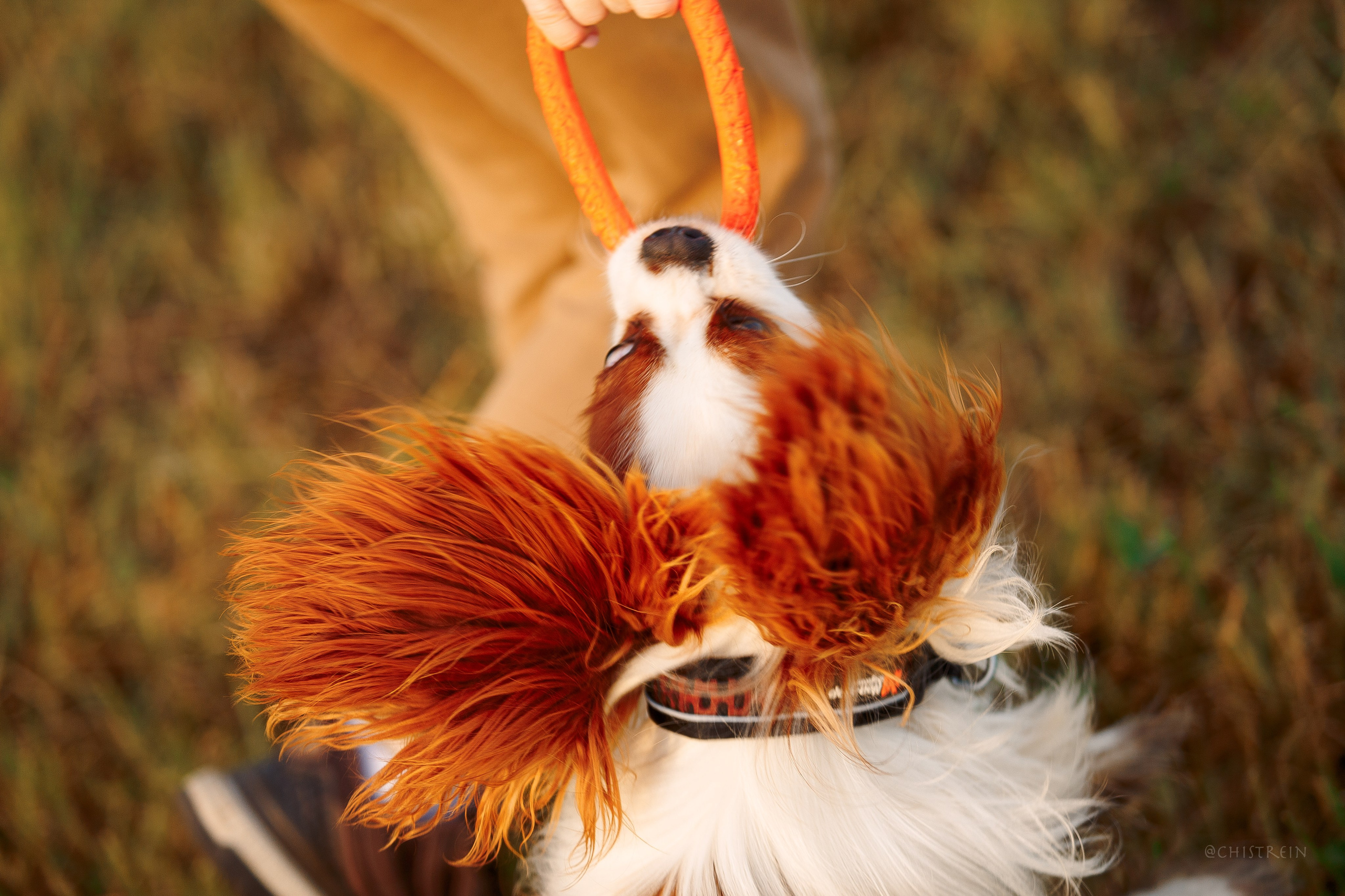 Октябрьский закат в полях. Алина и Лео. Фотограф-анималист Наталия Чистюхина в г. Сосновый Бор и ЛО