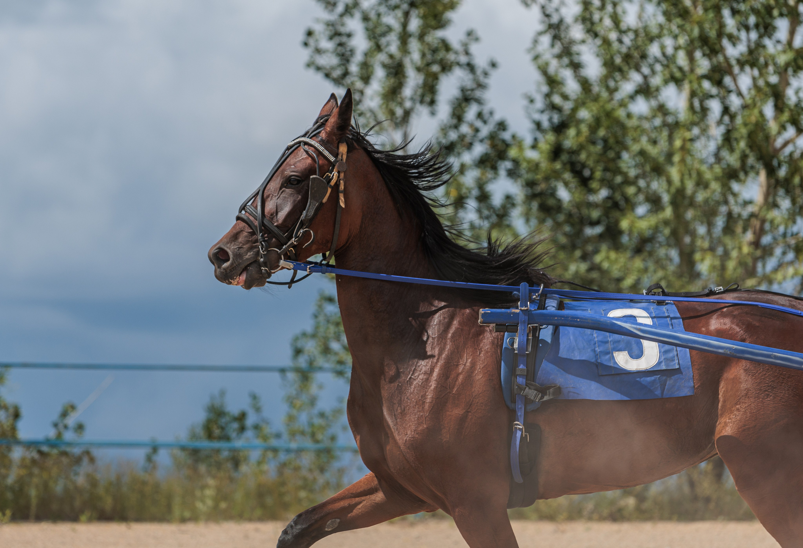 2025. Конный фотограф в Красноярске — Любовь Похабова