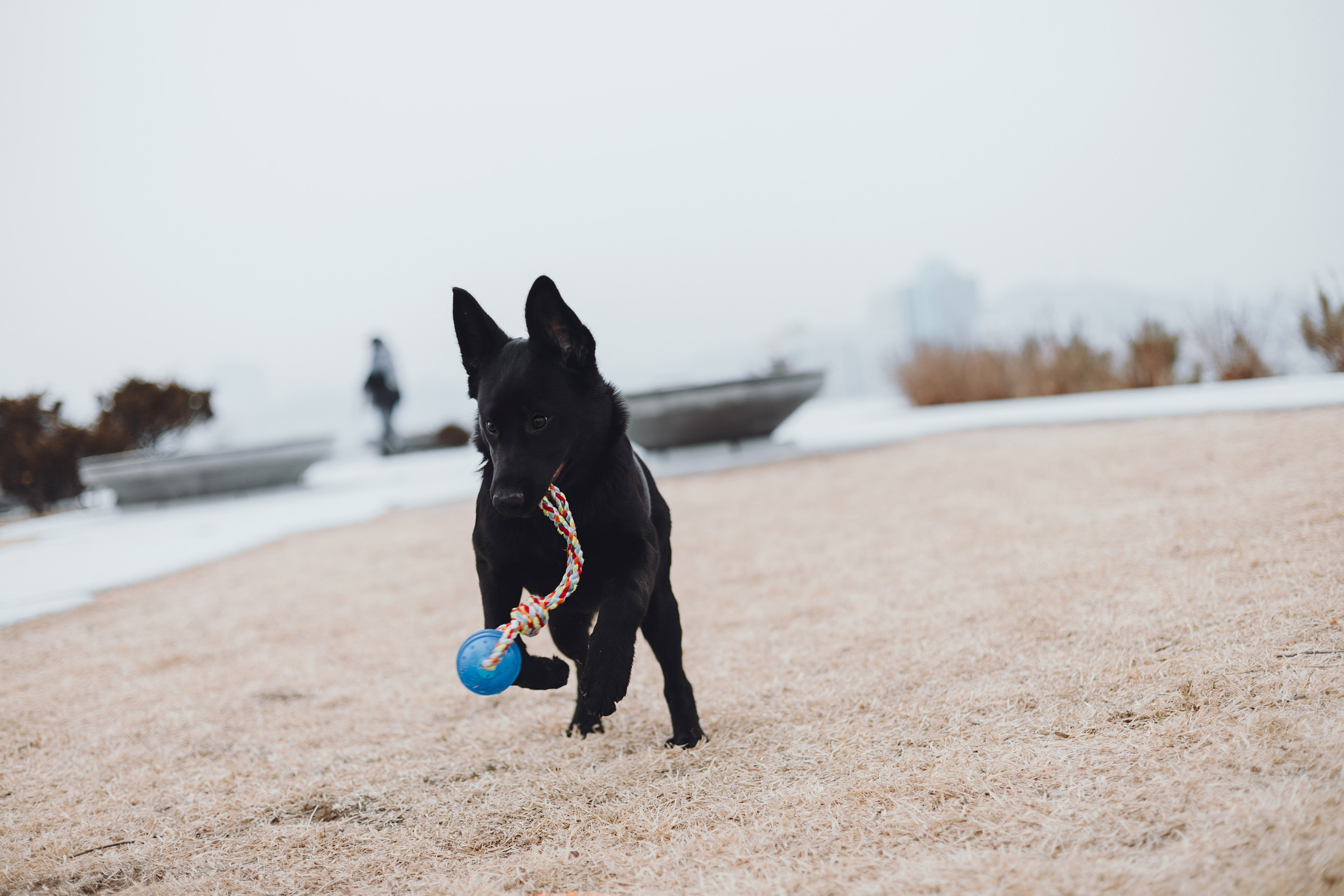 Ксения и Юта. Фотограф — анималист Владивосток, Алина