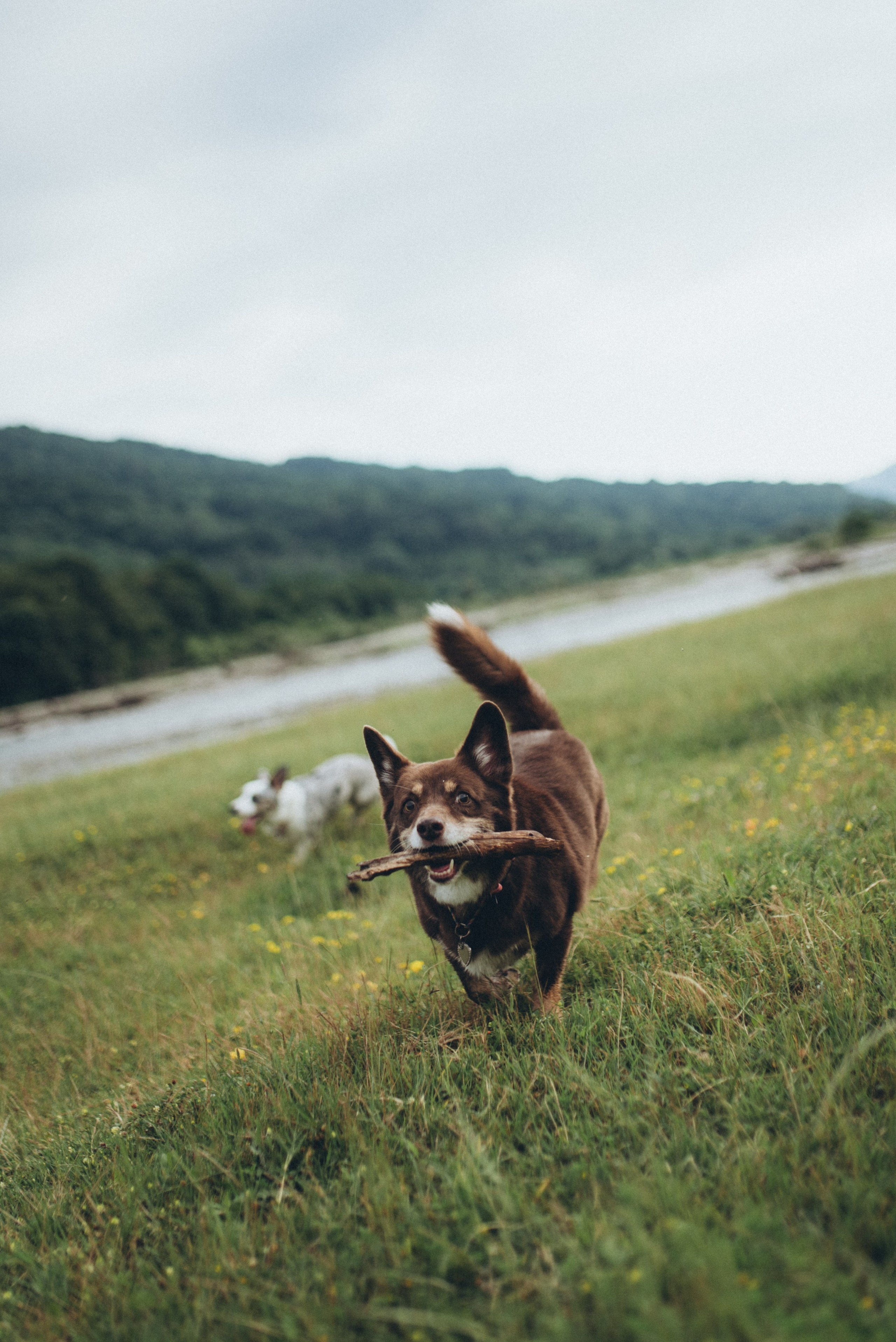 🐕 Катя и Дима 🐕. Фотограф в Сочи — Маргарита Поганова
