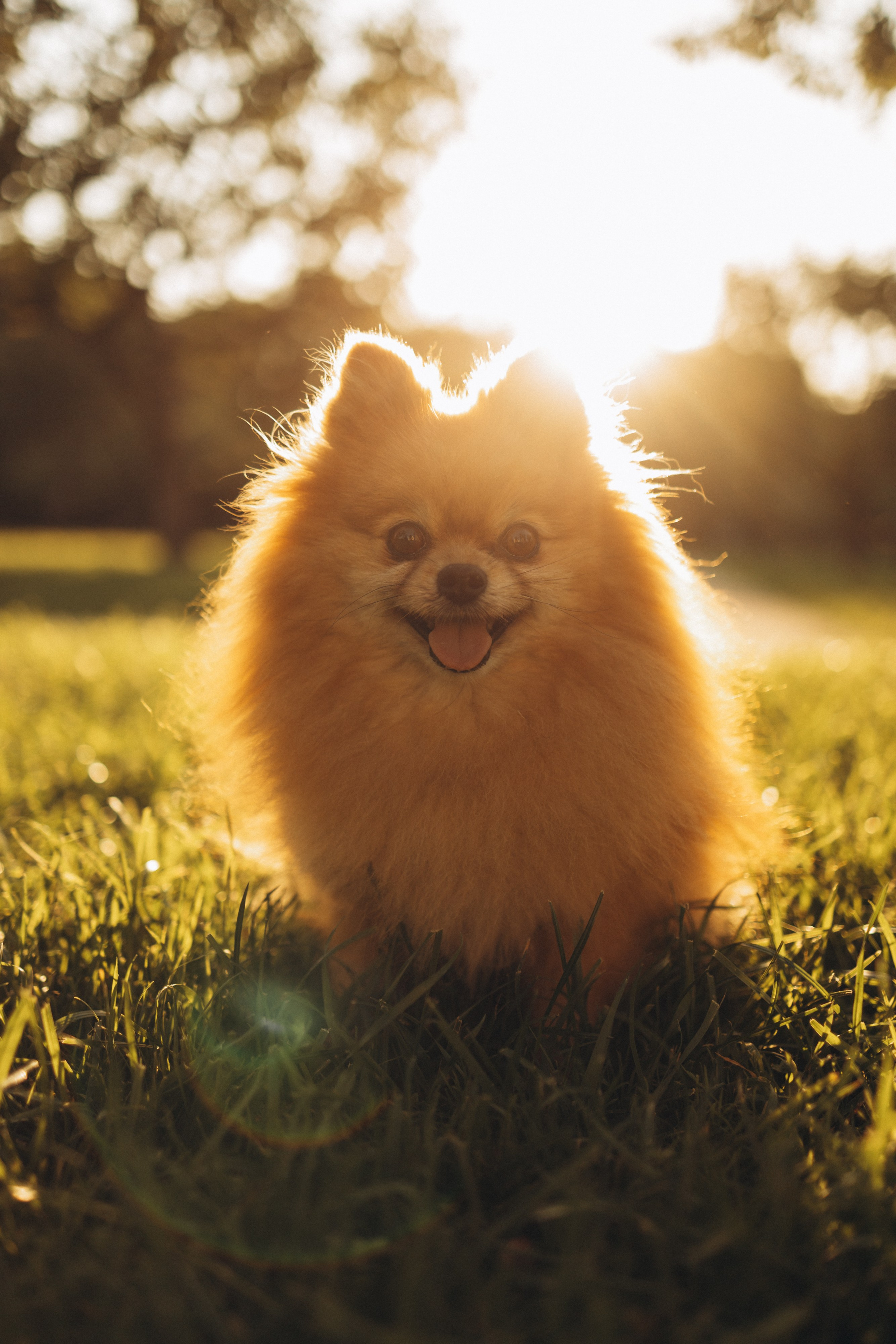 Катя. Семейный фотограф Москва Валерия Белова