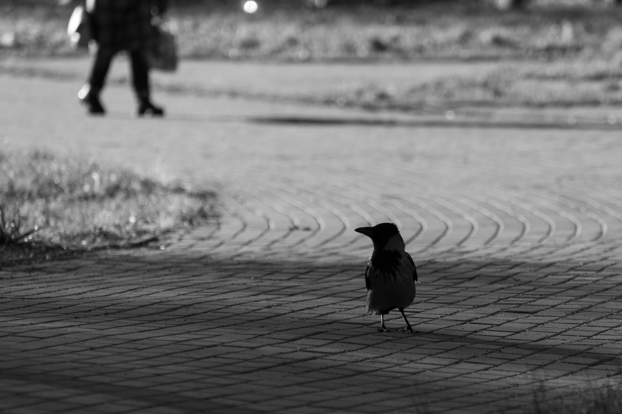 20241102 МГУ. Дмитрий Ремизов. Фотография, как хобби