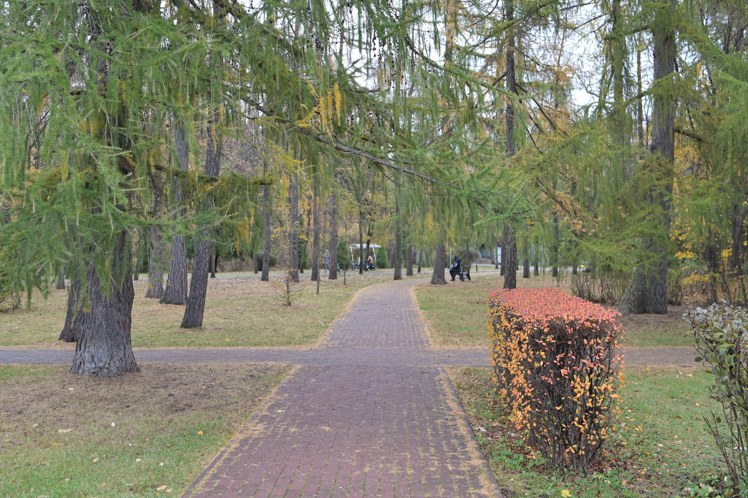 20241026 Сокольники. Дмитрий Ремизов. Фотография, как хобби