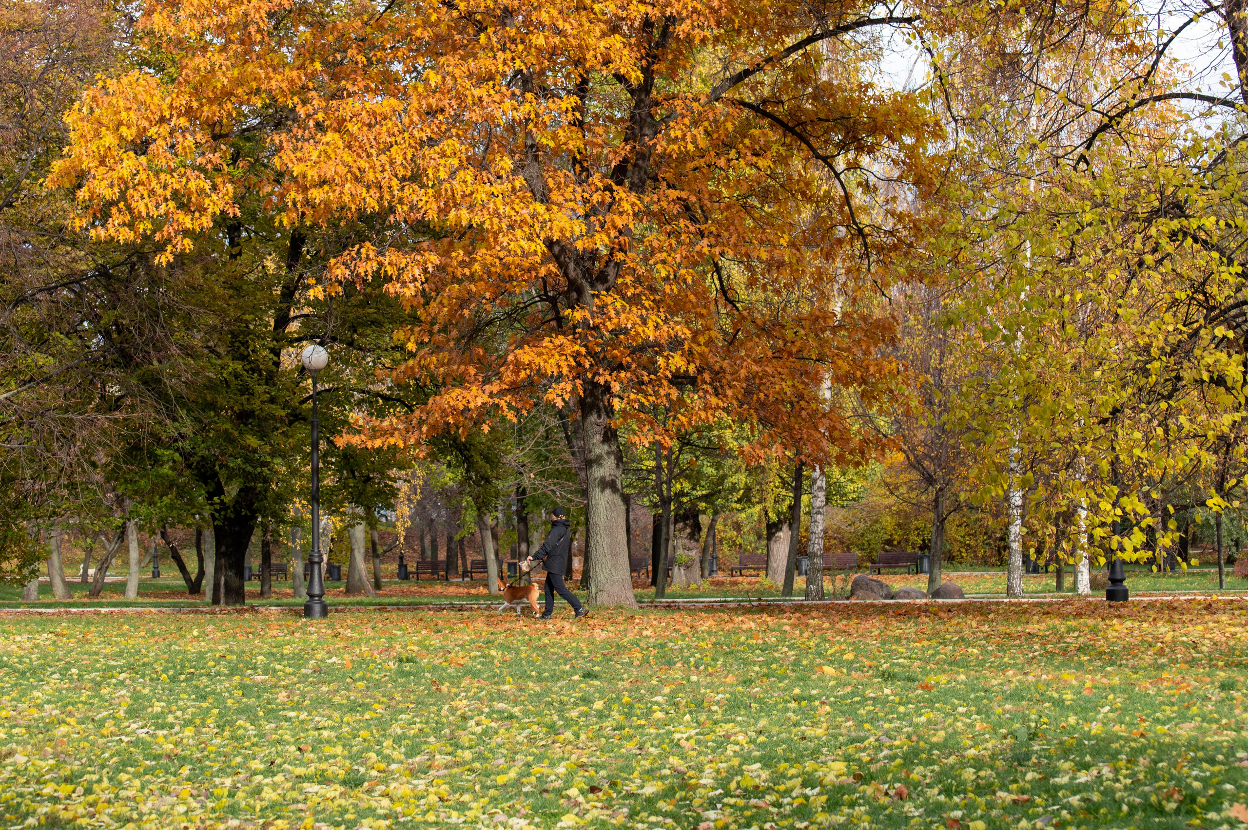20221030 Новодевичий. Дмитрий Ремизов. Фотография, как хобби