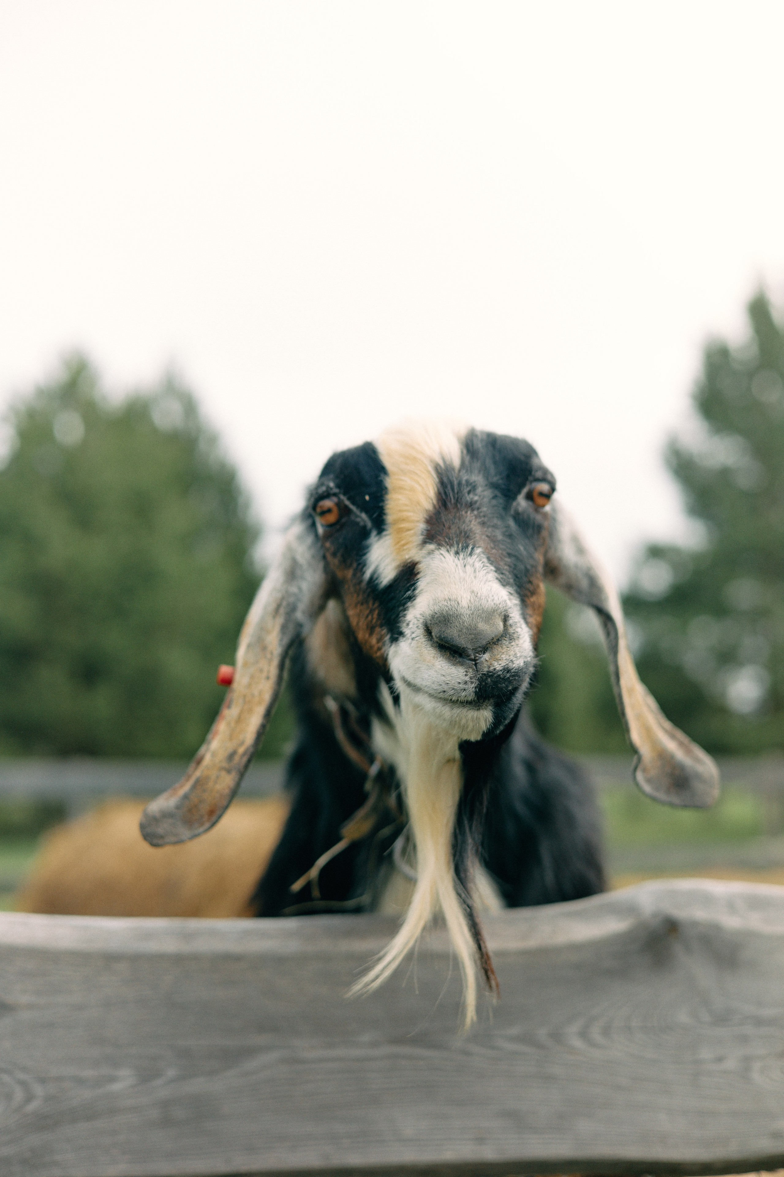 Бутик-отель Поле летом. Профессиональный Фотограф во Владимире, в Москве и в Суздале — Полина Романычева