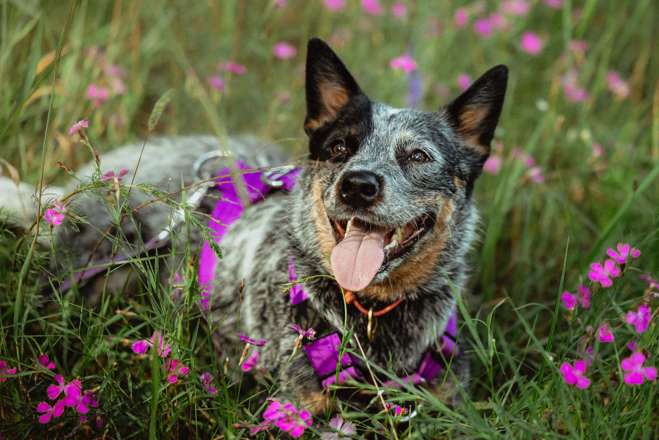 Выездной дог-тренинг от школы «Шерсть имею»