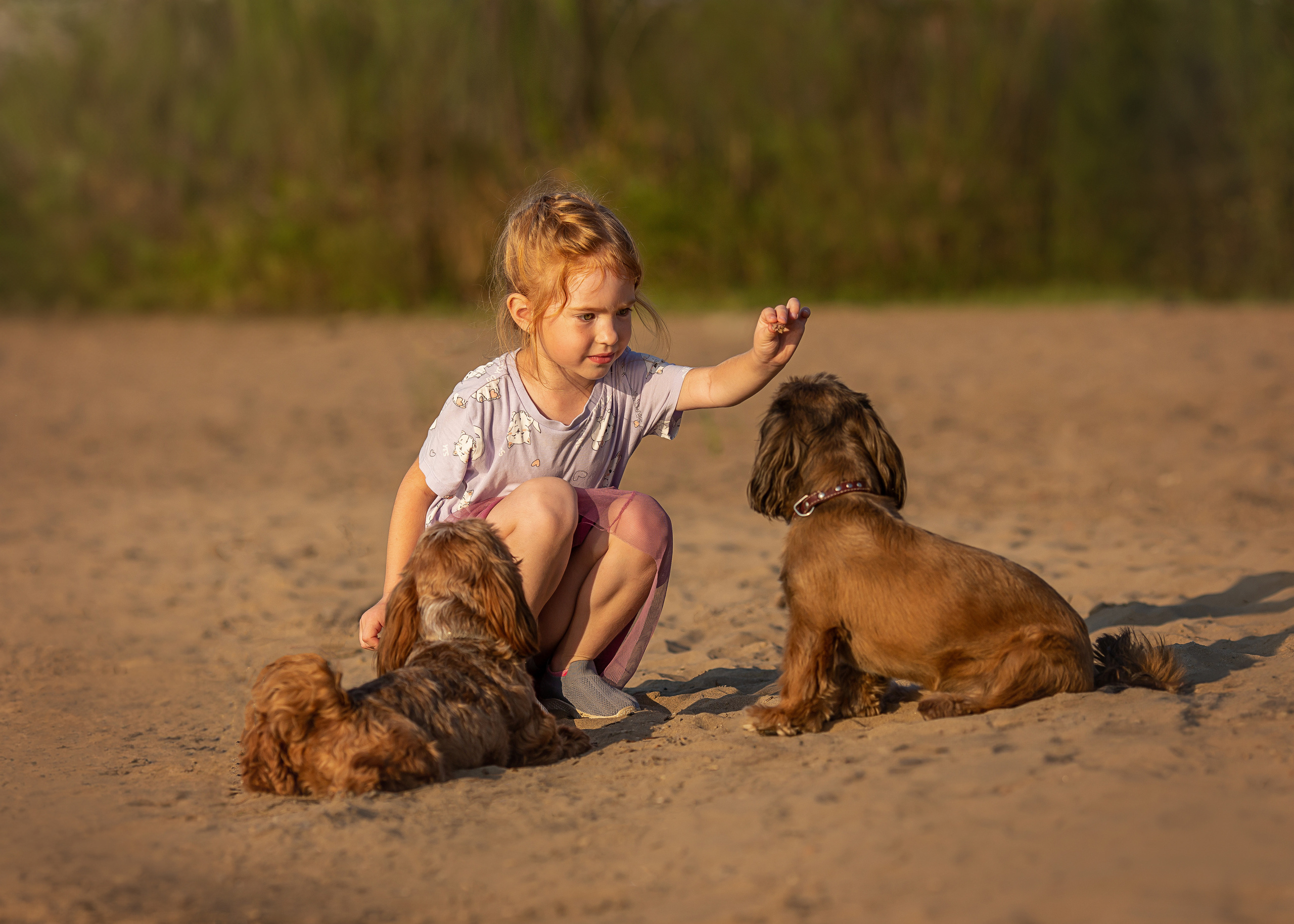 Щи-тцу и малышка. Фотограф Анималист в Перми Анастасия Остерман