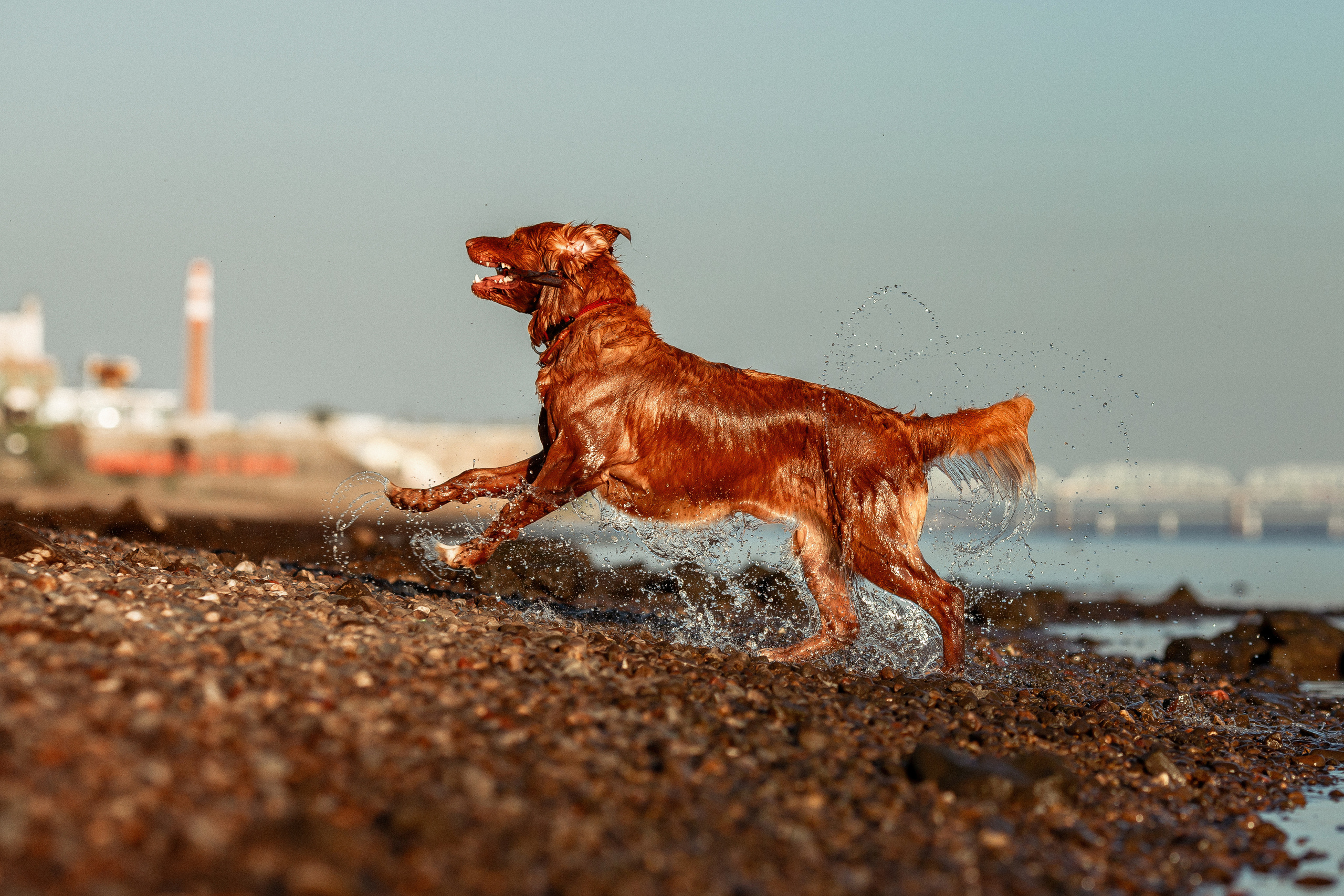 Полина и Эста. Фотограф Анималист в Перми Анастасия Остерман