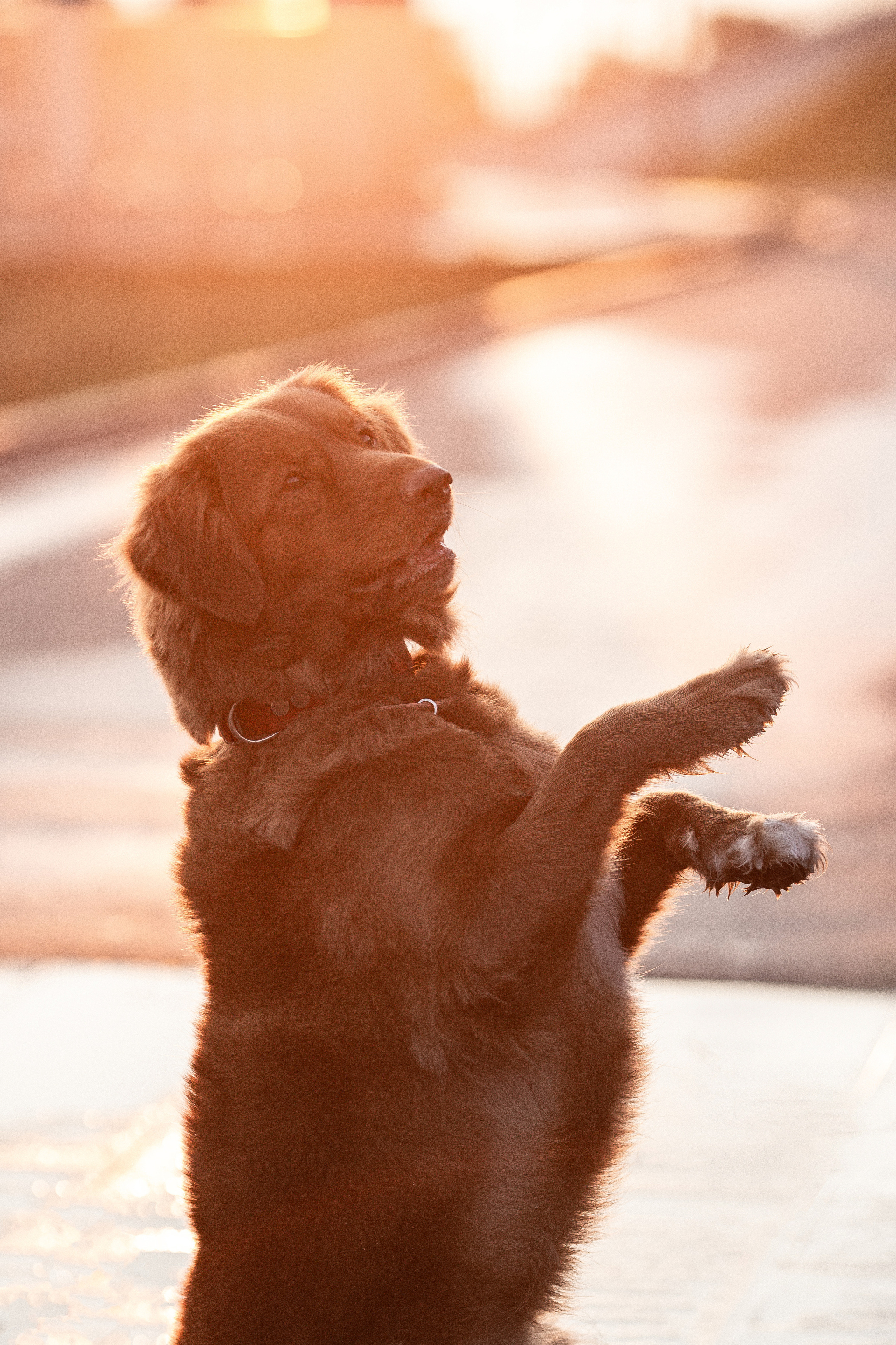 Полина и Эста. Фотограф Анималист в Перми Анастасия Остерман
