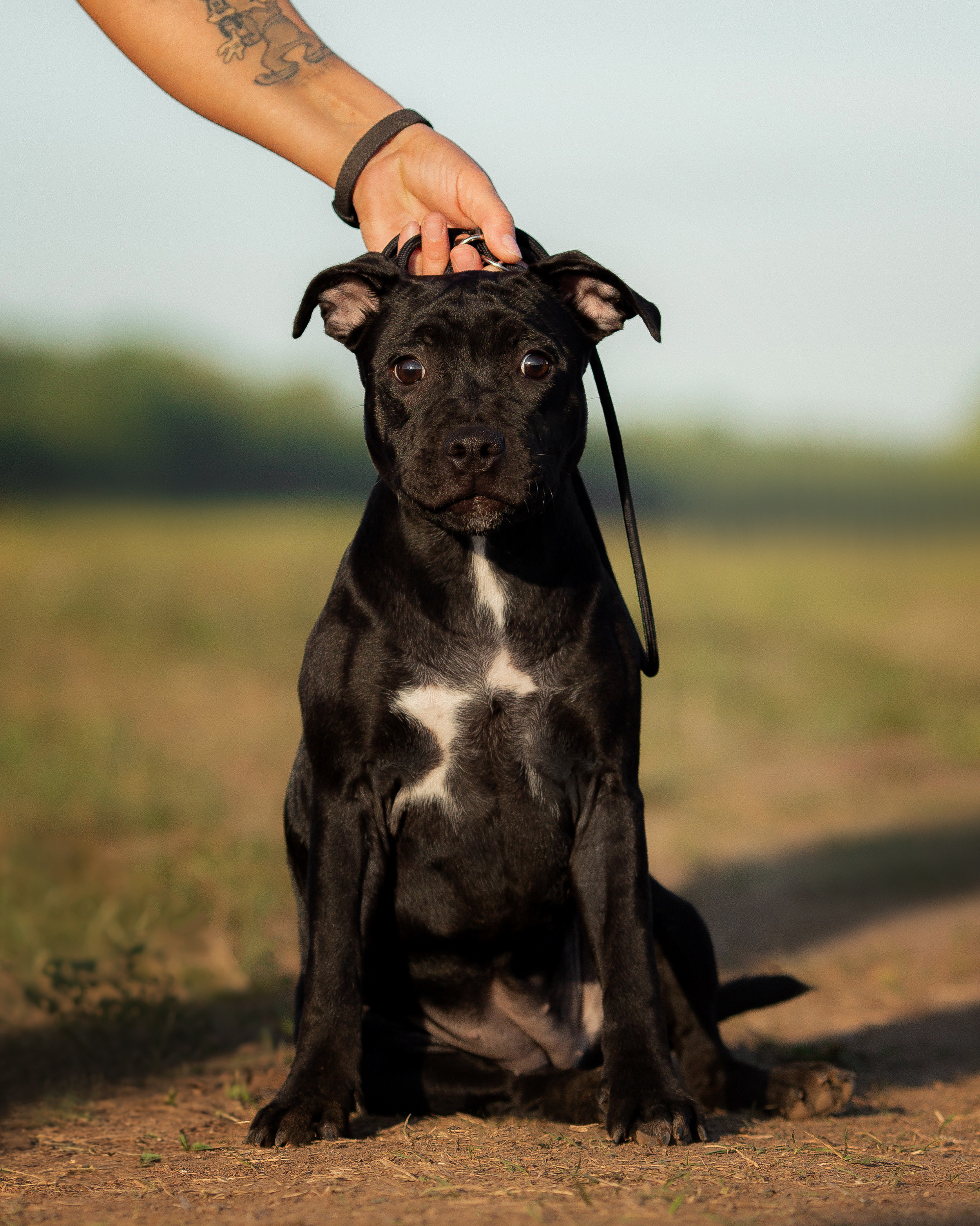 Стаффи. Фотограф Анималист в Перми Анастасия Остерман