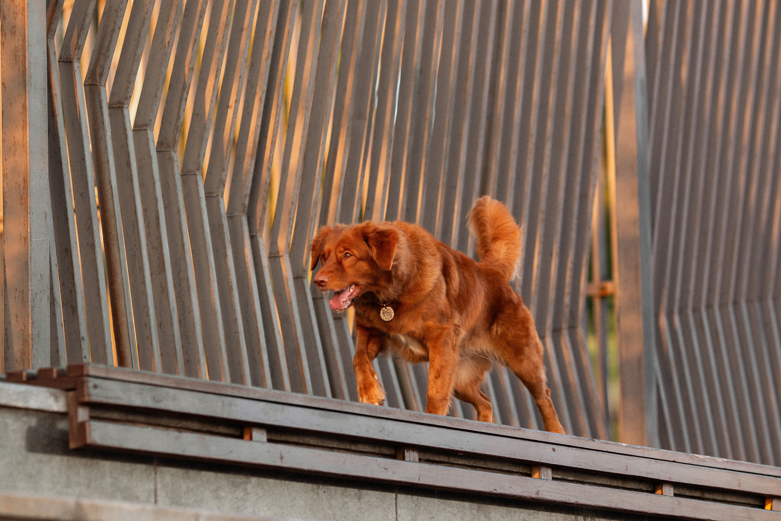 Полина и Эста. Фотограф Анималист в Перми Анастасия Остерман