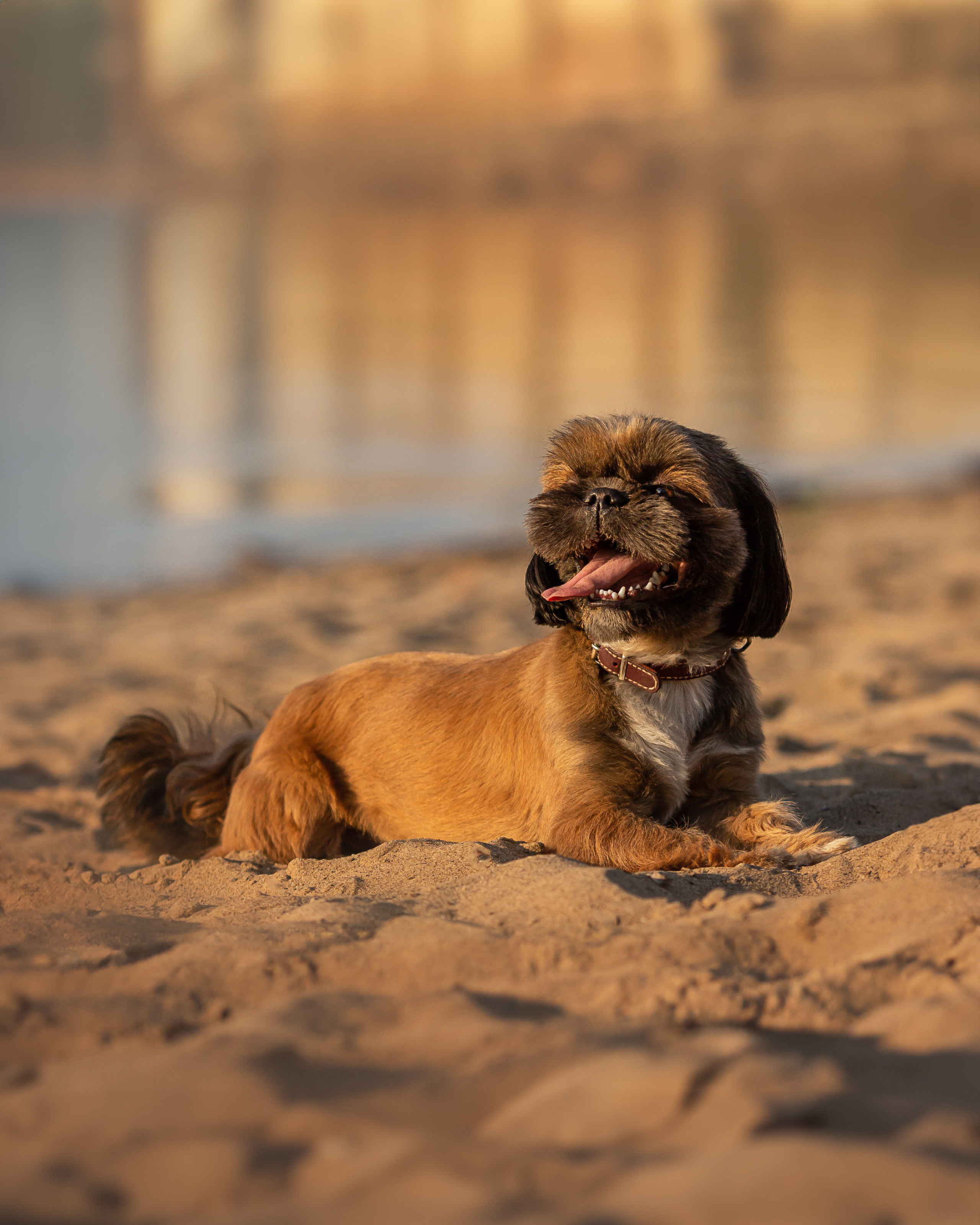 Щи-тцу и малышка. Фотограф Анималист в Перми Анастасия Остерман