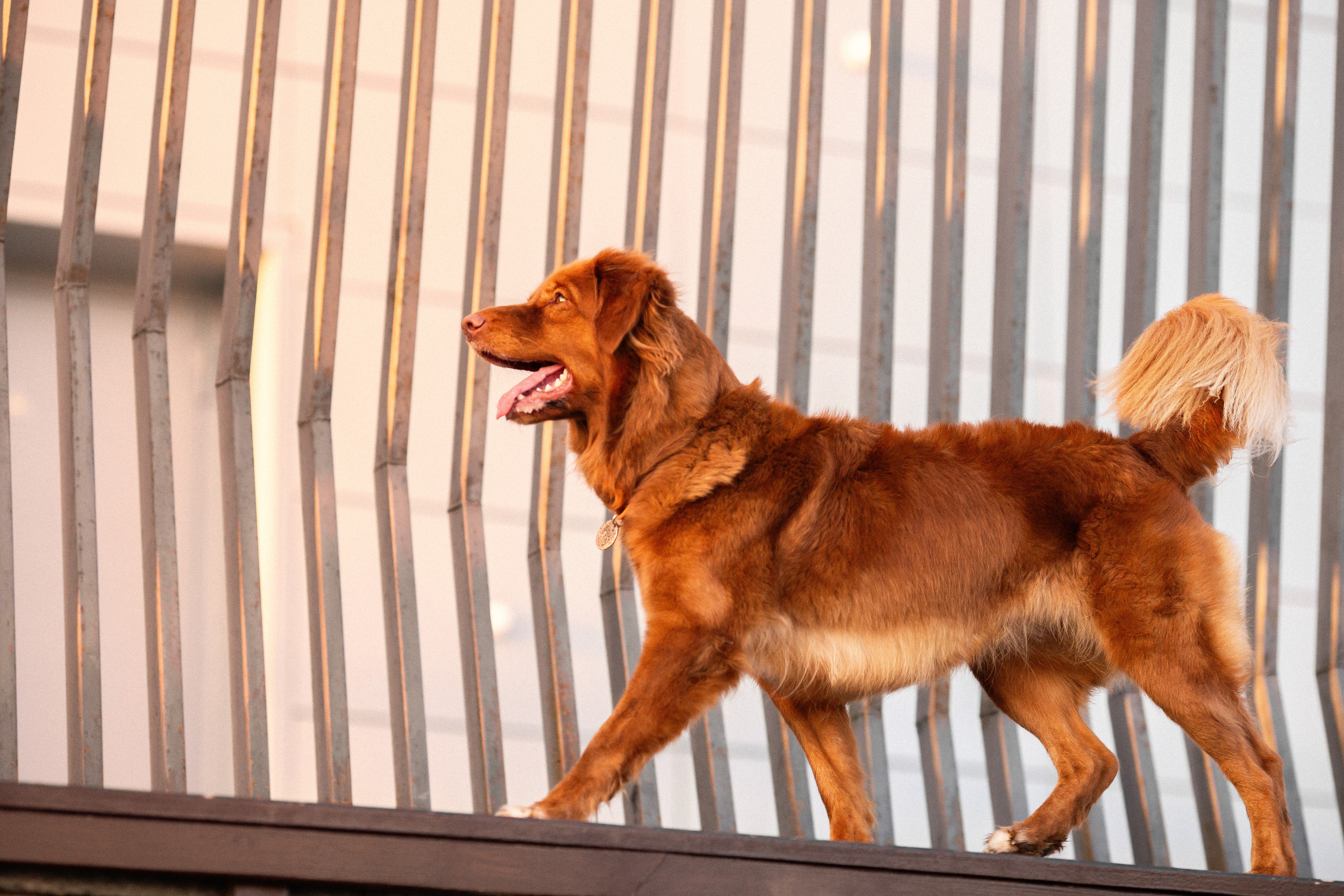 Полина и Эста. Фотограф Анималист в Перми Анастасия Остерман
