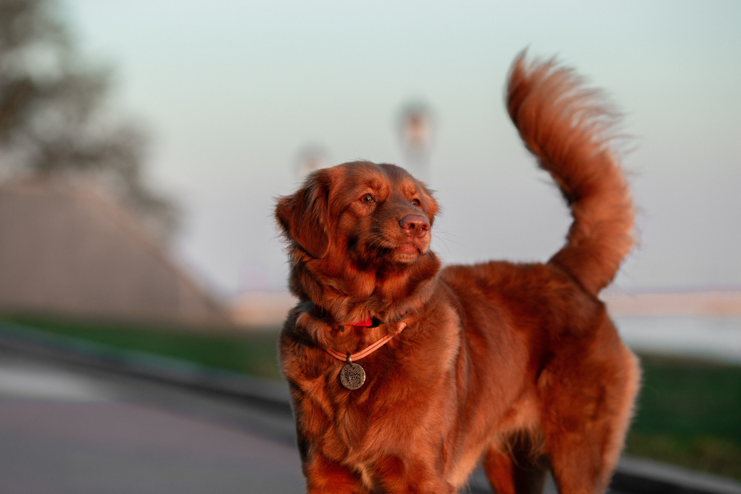 Полина и Эста. Фотограф Анималист в Перми Анастасия Остерман