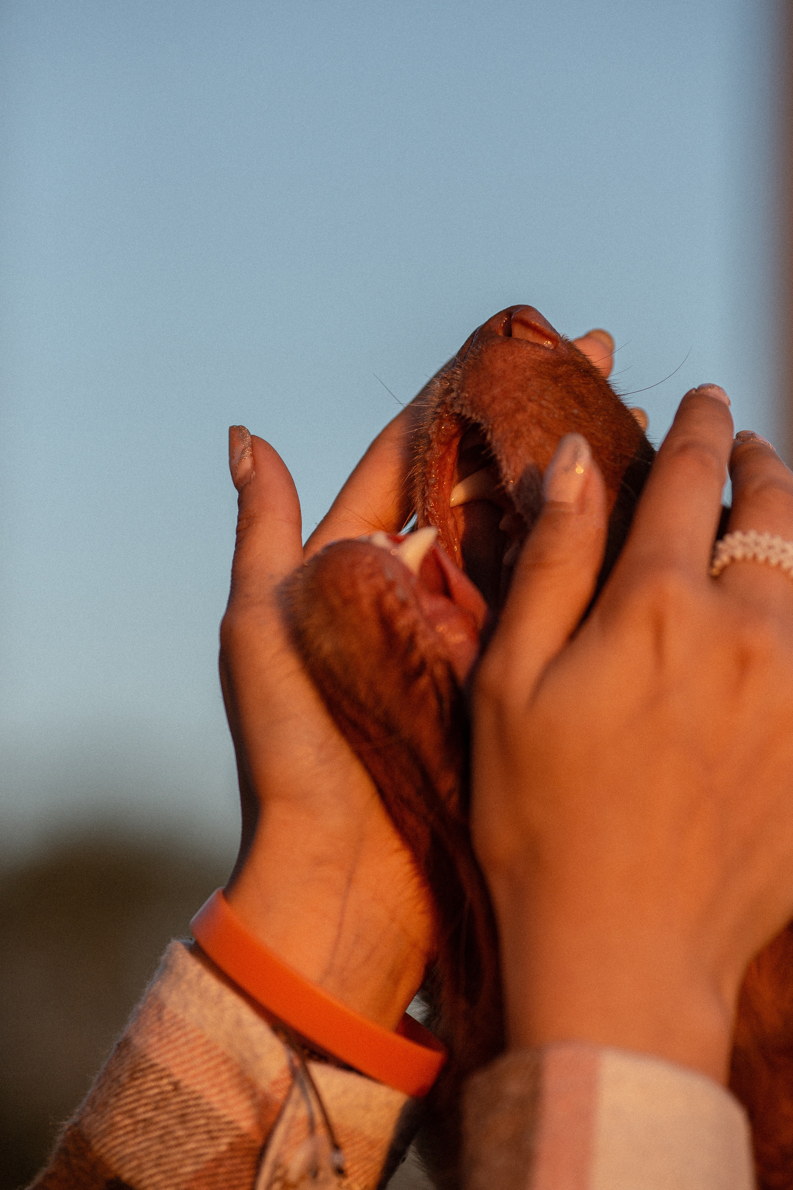 Полина и Эста. Фотограф Анималист в Перми Анастасия Остерман