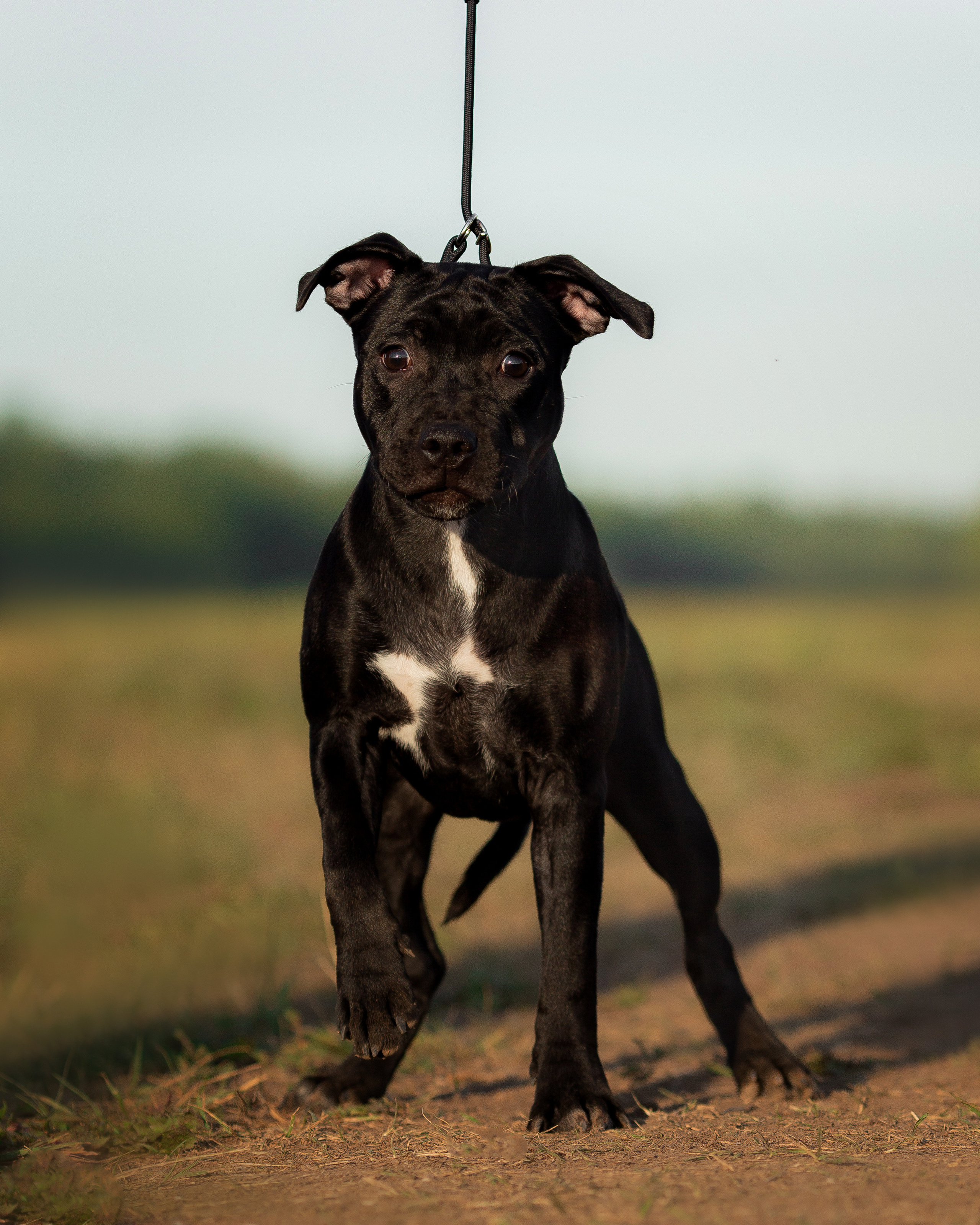 Стаффи. Фотограф Анималист в Перми Анастасия Остерман