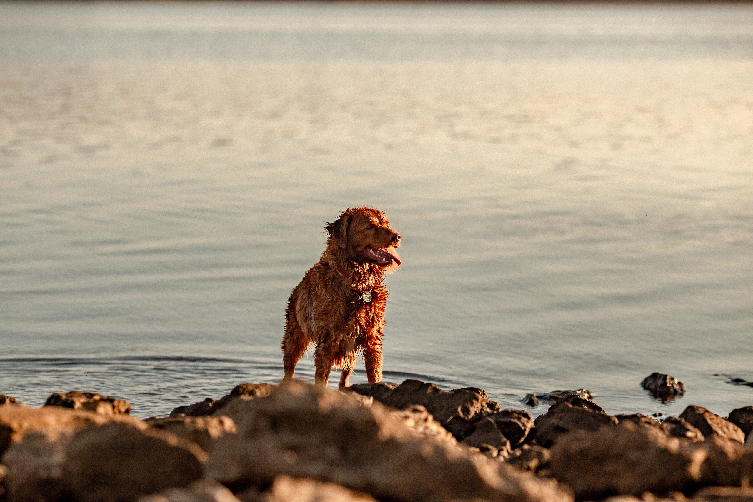 Полина и Эста. Фотограф Анималист в Перми Анастасия Остерман