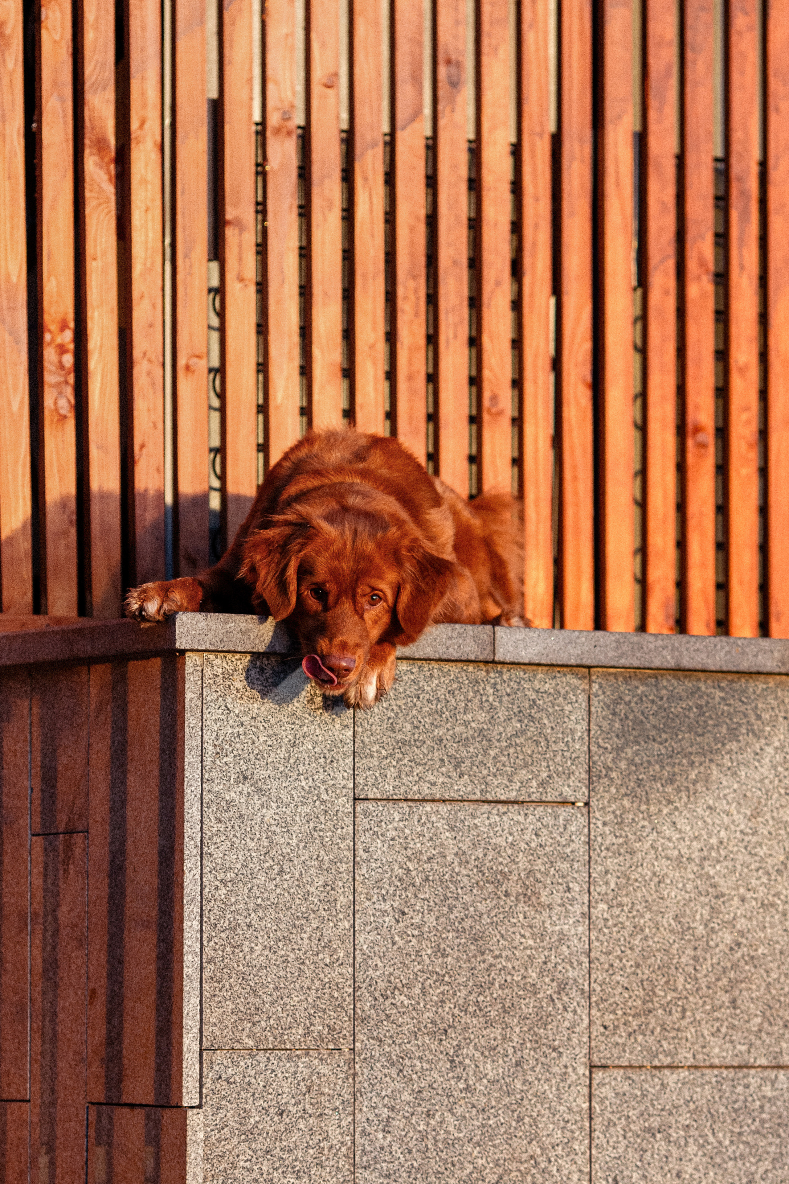 Полина и Эста. Фотограф Анималист в Перми Анастасия Остерман