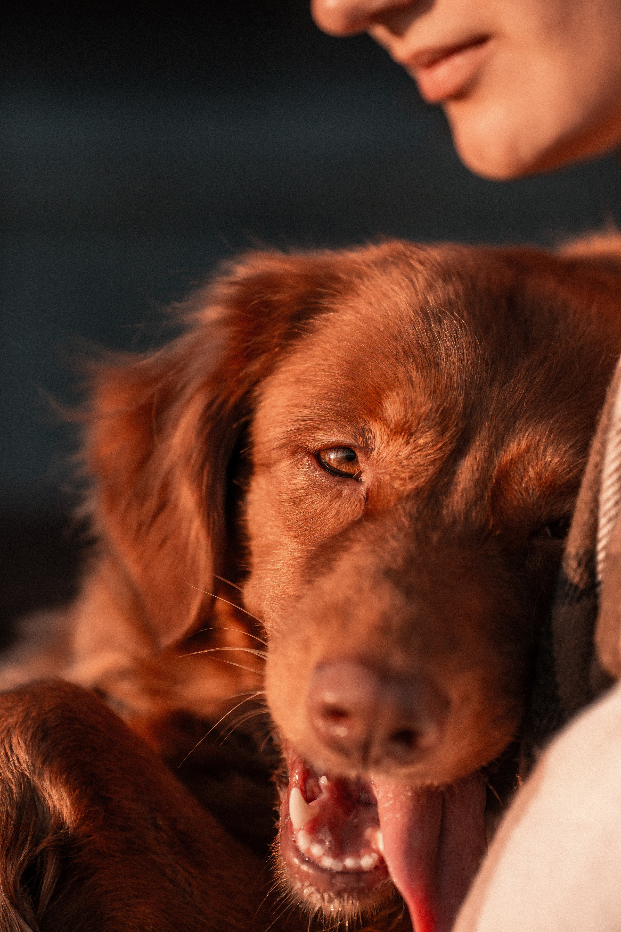 Полина и Эста. Фотограф Анималист в Перми Анастасия Остерман