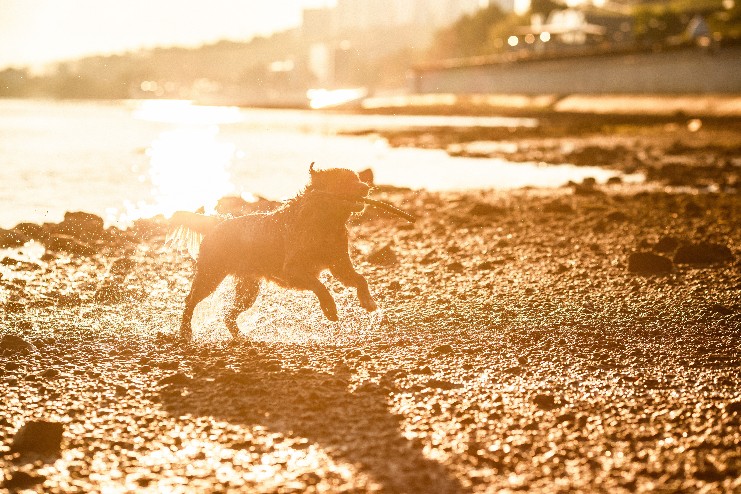 Полина и Эста. Фотограф Анималист в Перми Анастасия Остерман