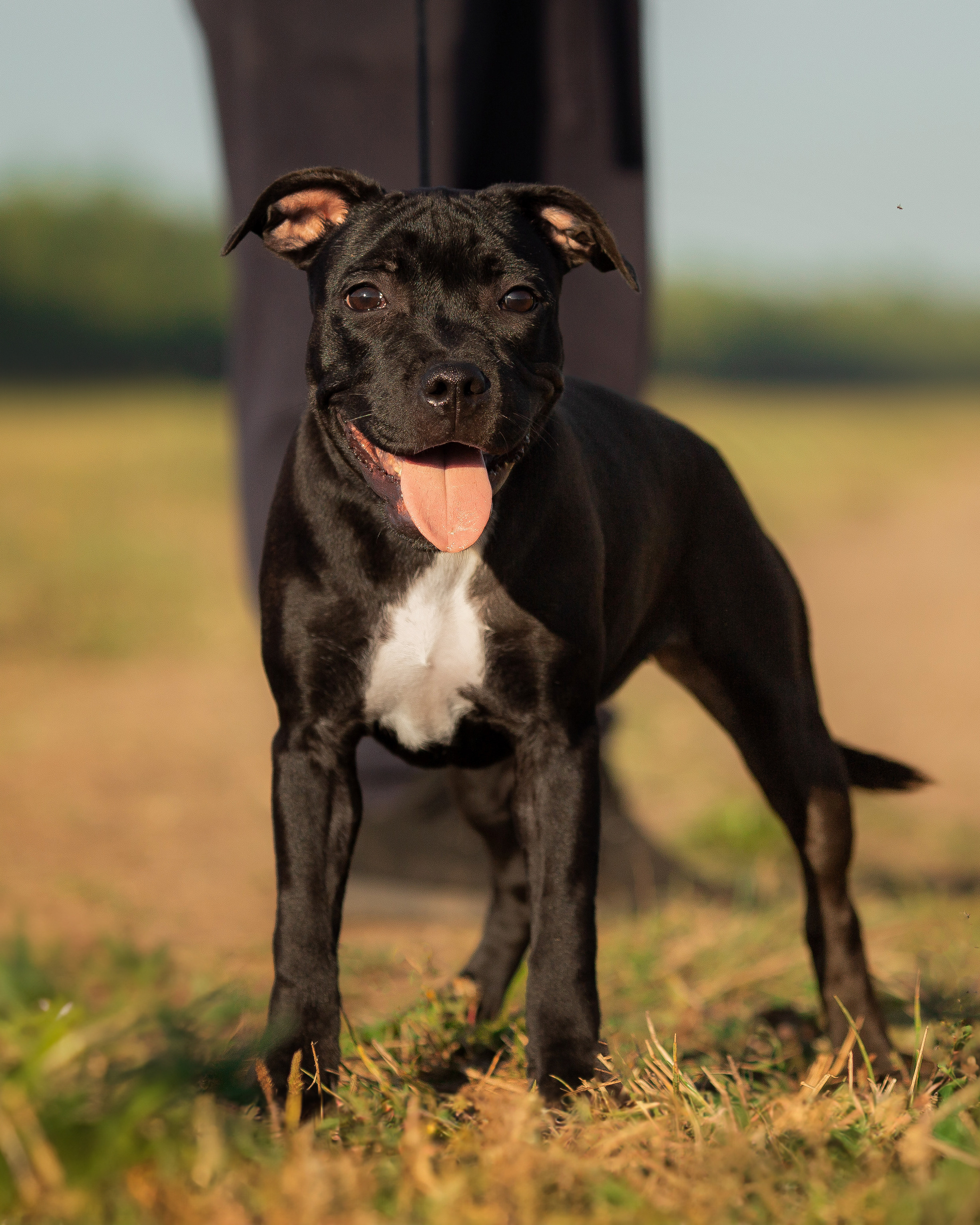 Стаффи. Фотограф Анималист в Перми Анастасия Остерман