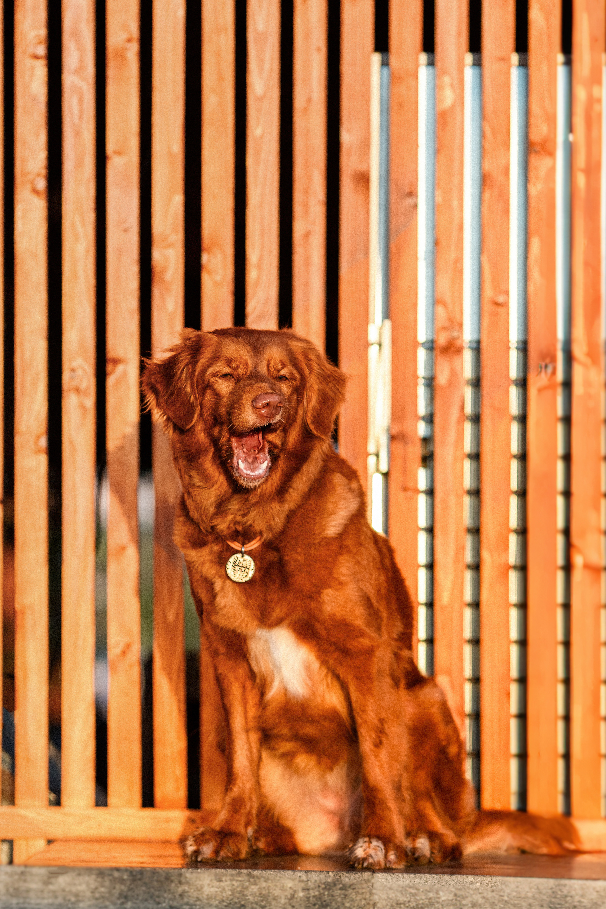 Полина и Эста. Фотограф Анималист в Перми Анастасия Остерман