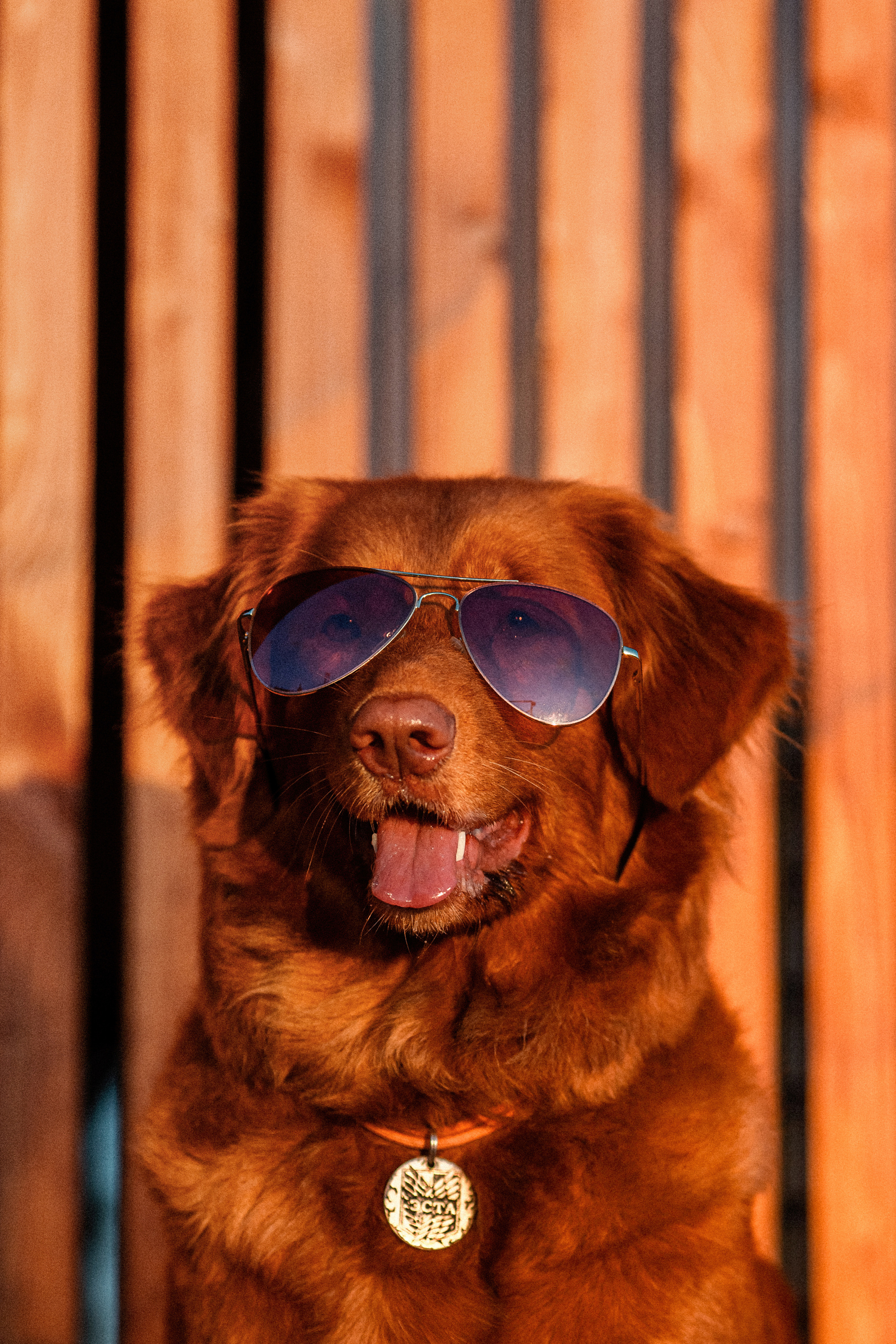Полина и Эста. Фотограф Анималист в Перми Анастасия Остерман
