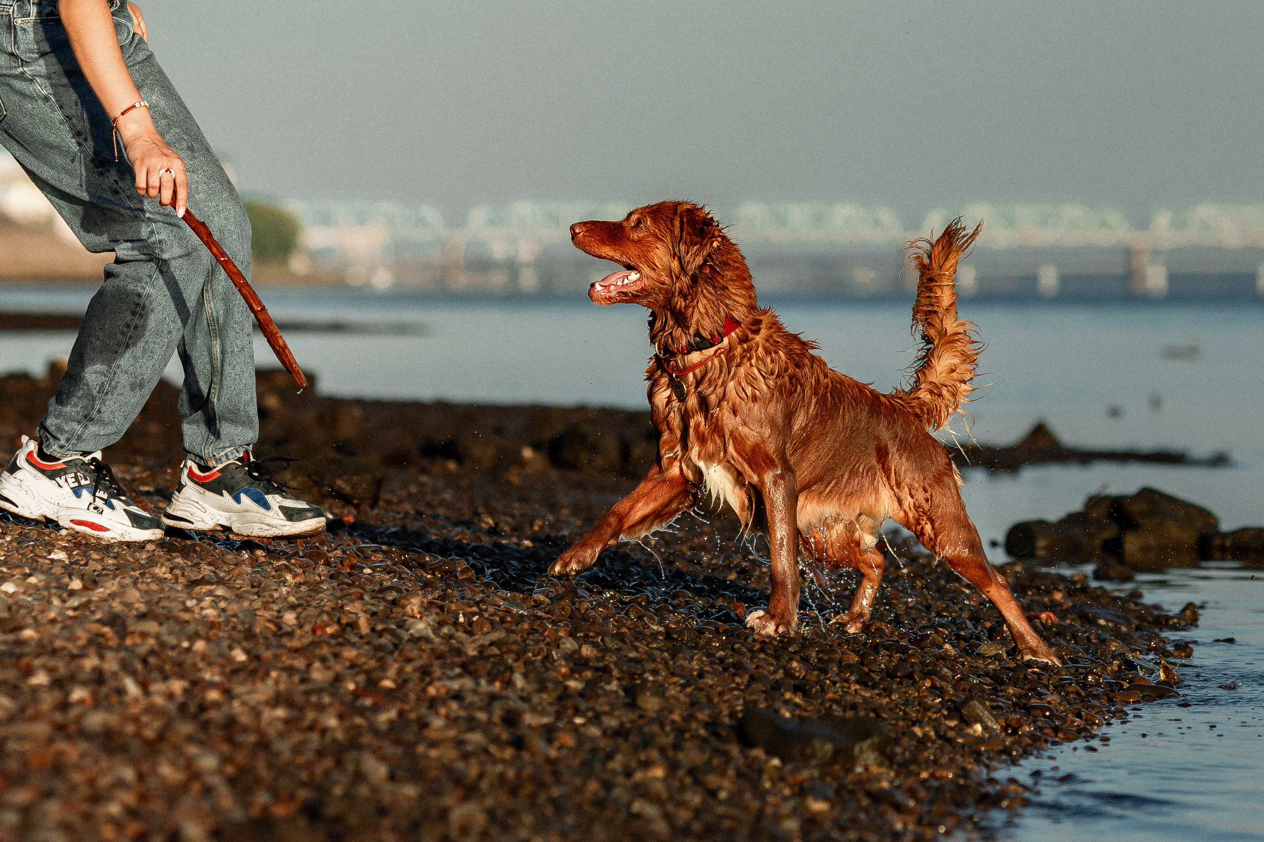 Полина и Эста. Фотограф Анималист в Перми Анастасия Остерман