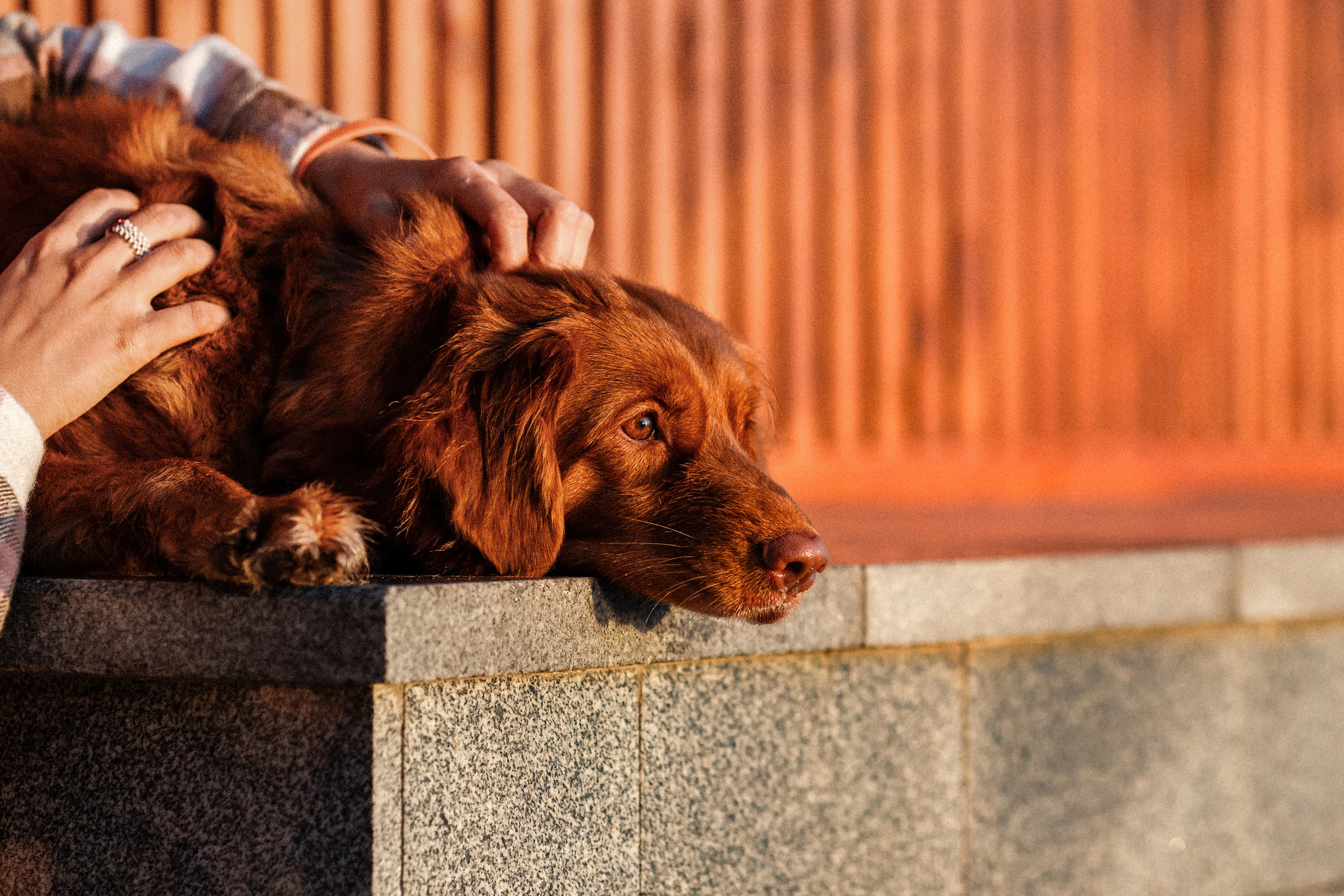 Полина и Эста. Фотограф Анималист в Перми Анастасия Остерман