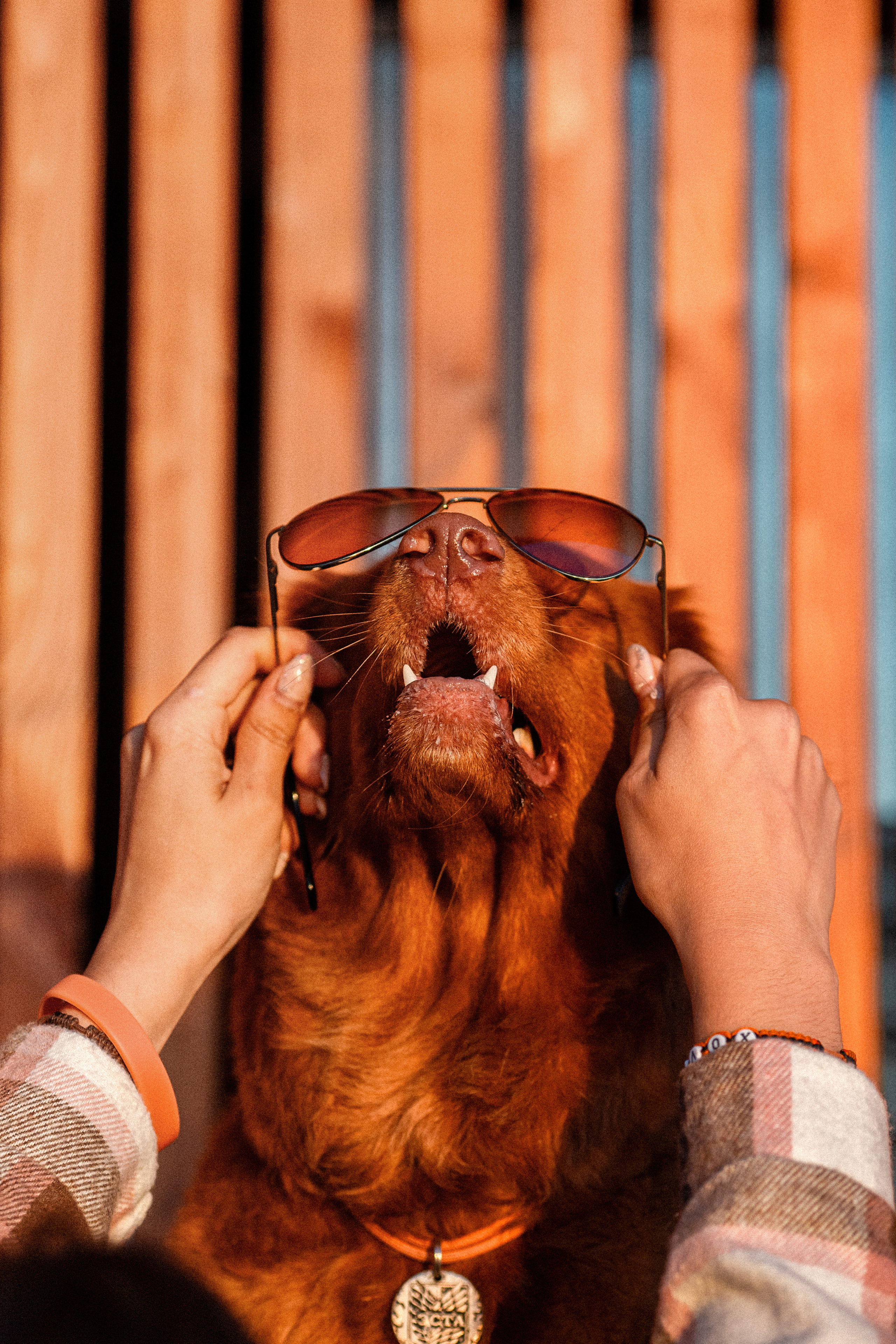 Полина и Эста. Фотограф Анималист в Перми Анастасия Остерман