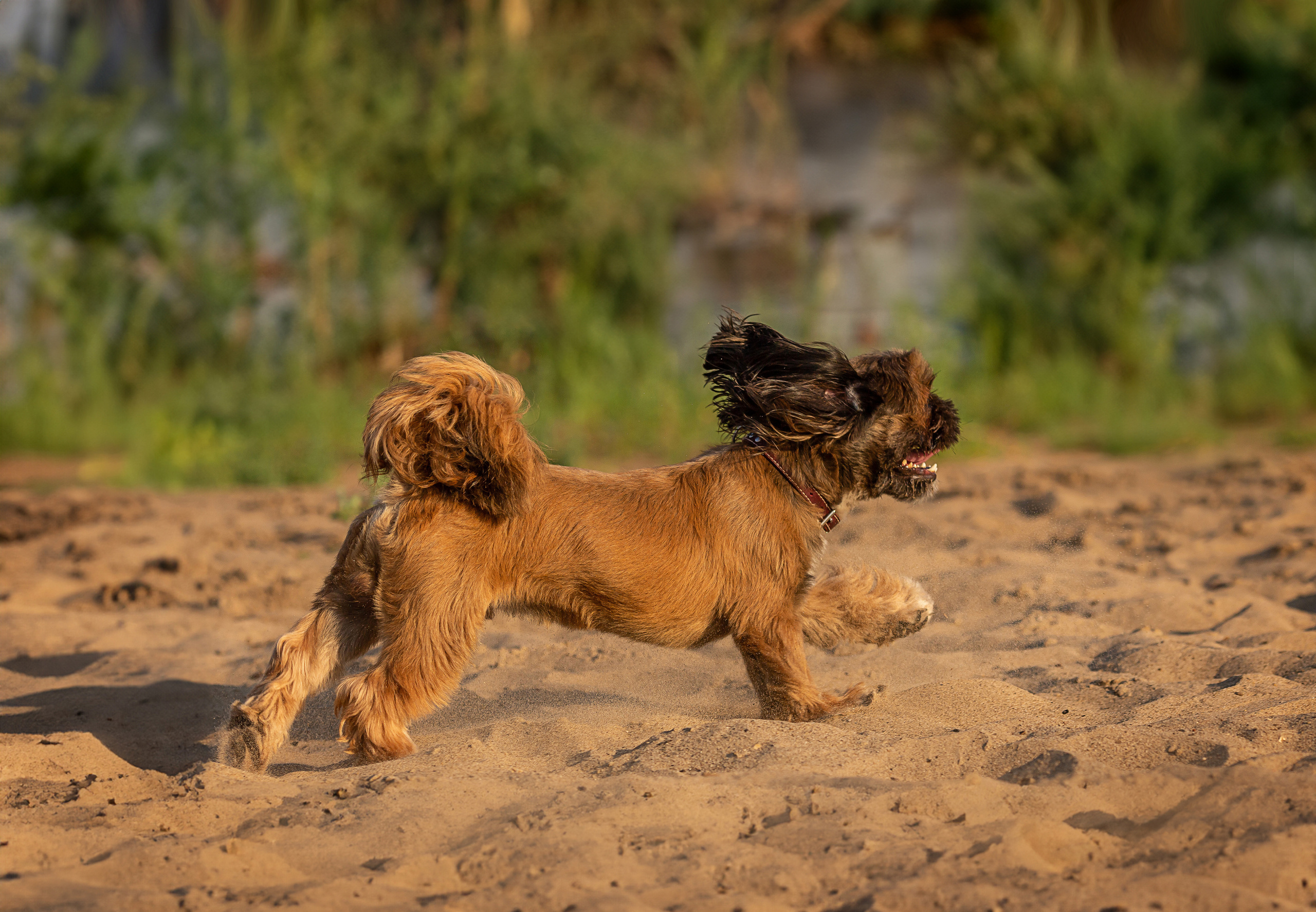 Щи-тцу и малышка. Фотограф Анималист в Перми Анастасия Остерман
