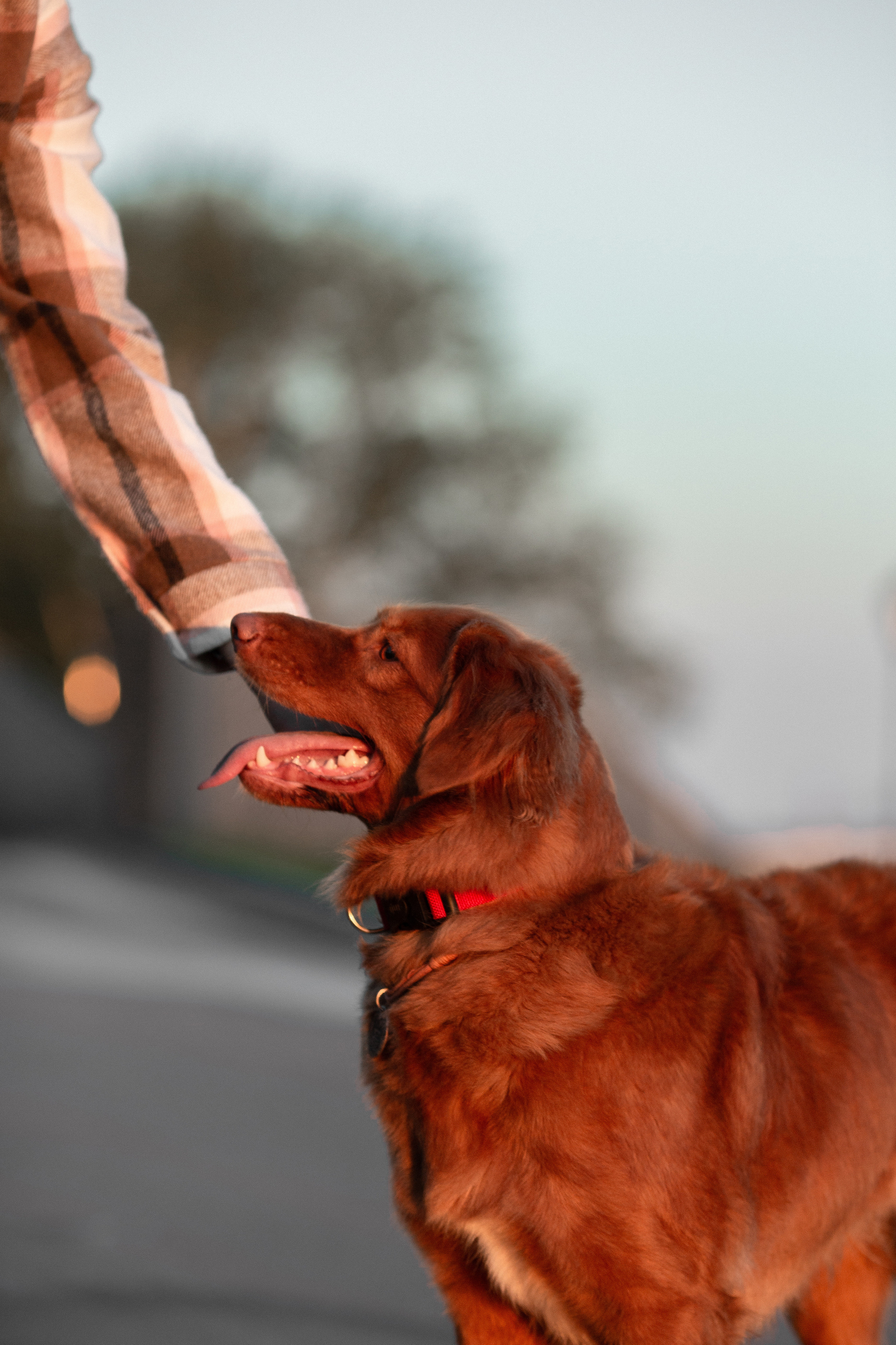 Полина и Эста. Фотограф Анималист в Перми Анастасия Остерман