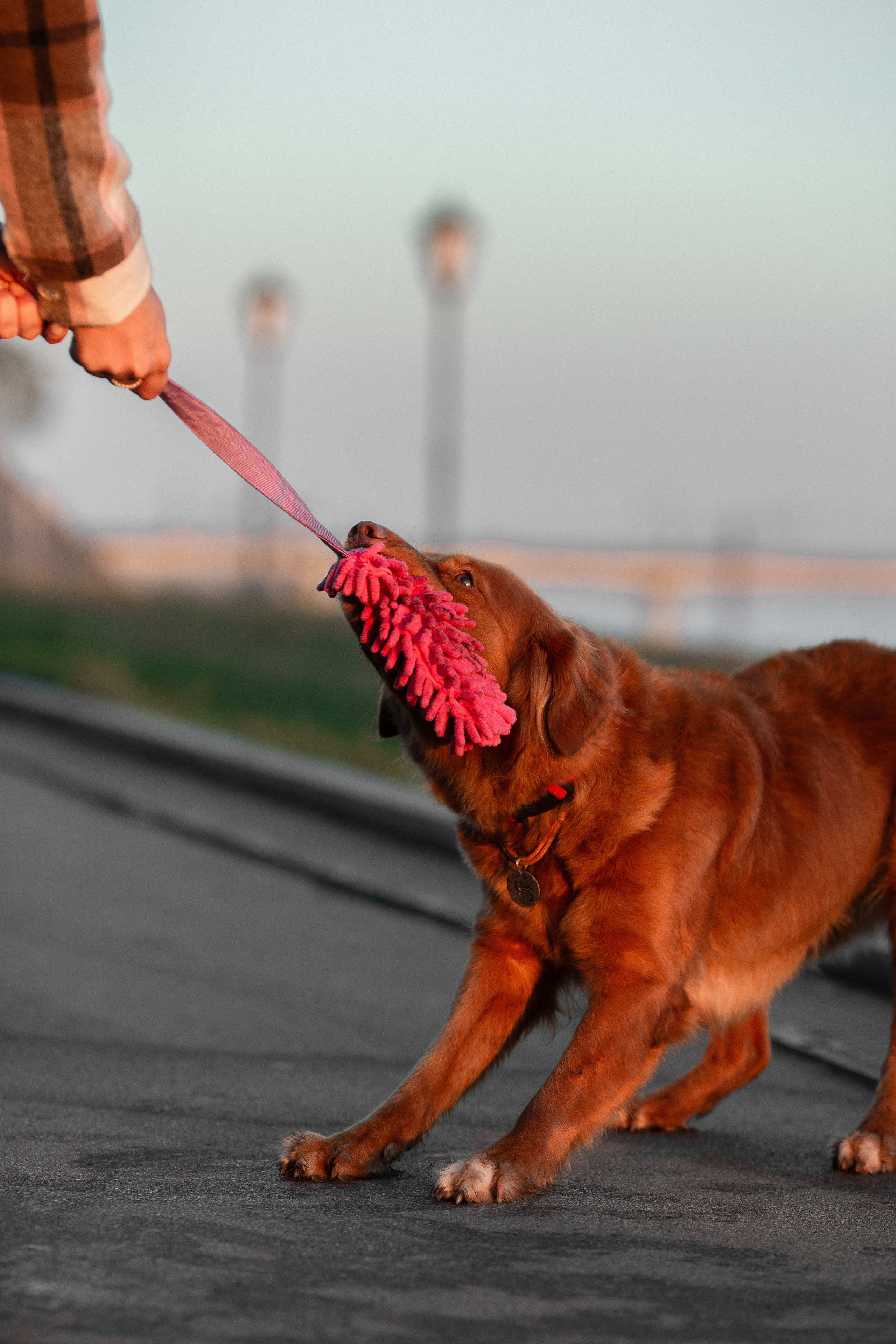 Полина и Эста. Фотограф Анималист в Перми Анастасия Остерман