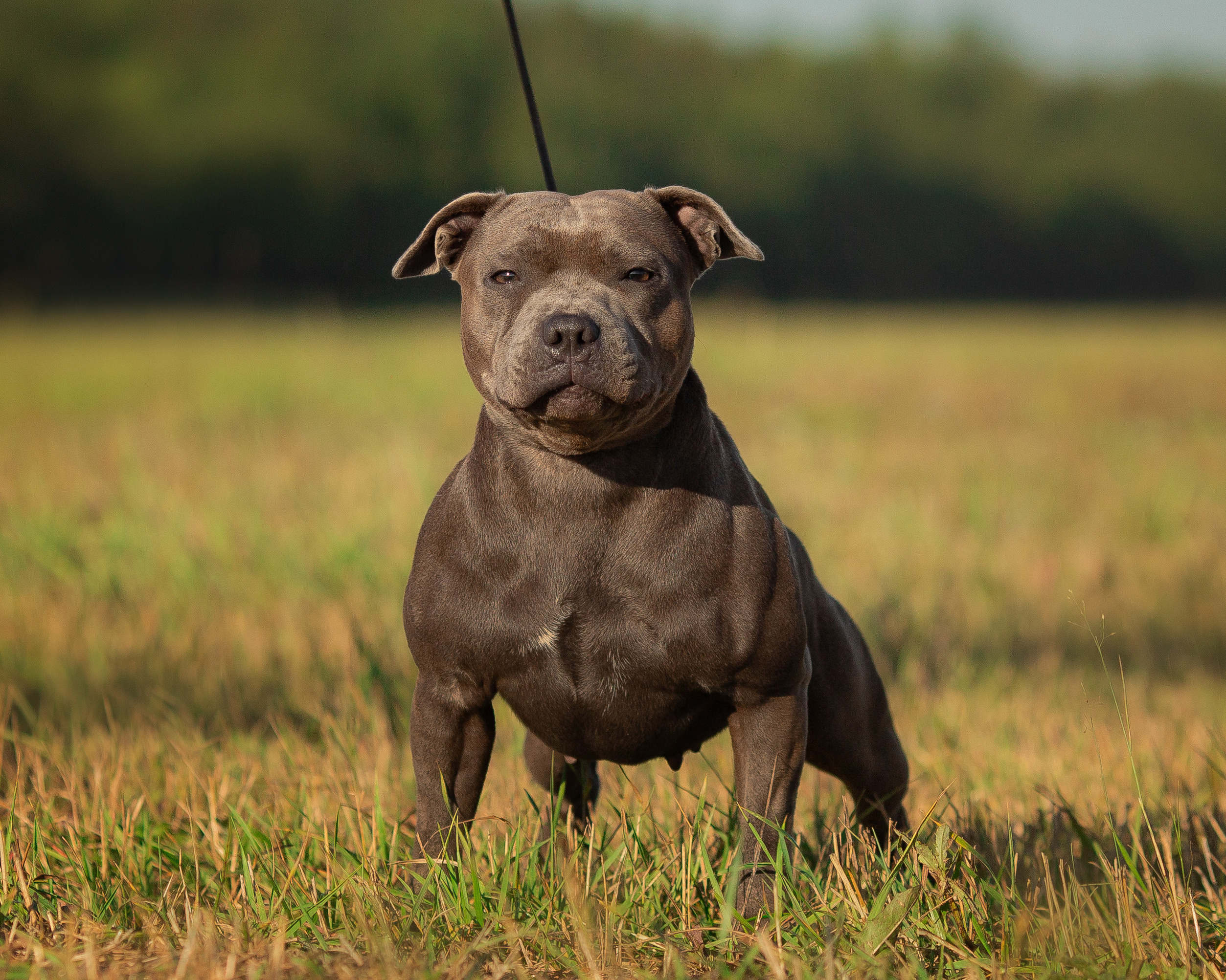 Стаффи. Фотограф Анималист в Перми Анастасия Остерман