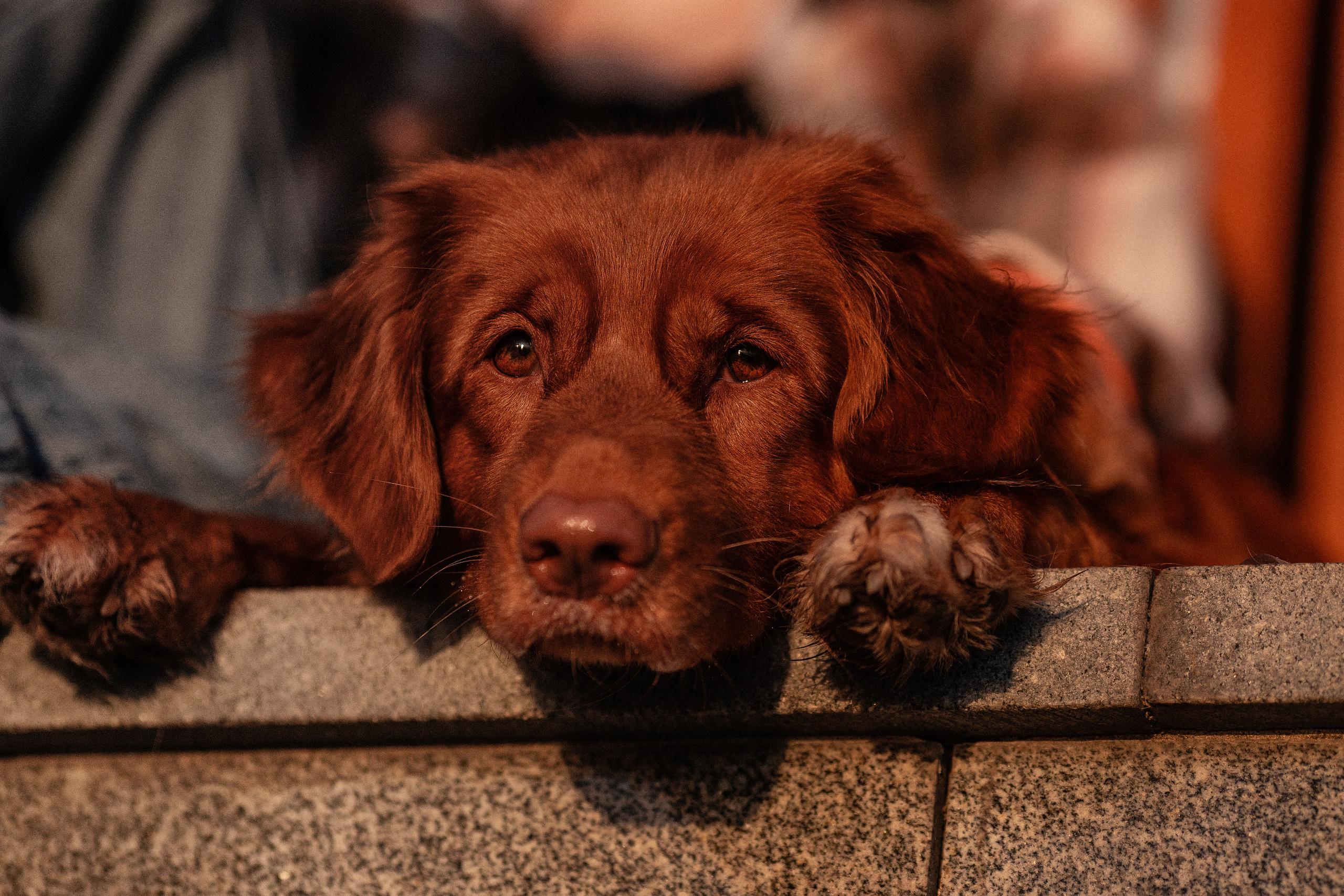 Полина и Эста. Фотограф Анималист в Перми Анастасия Остерман