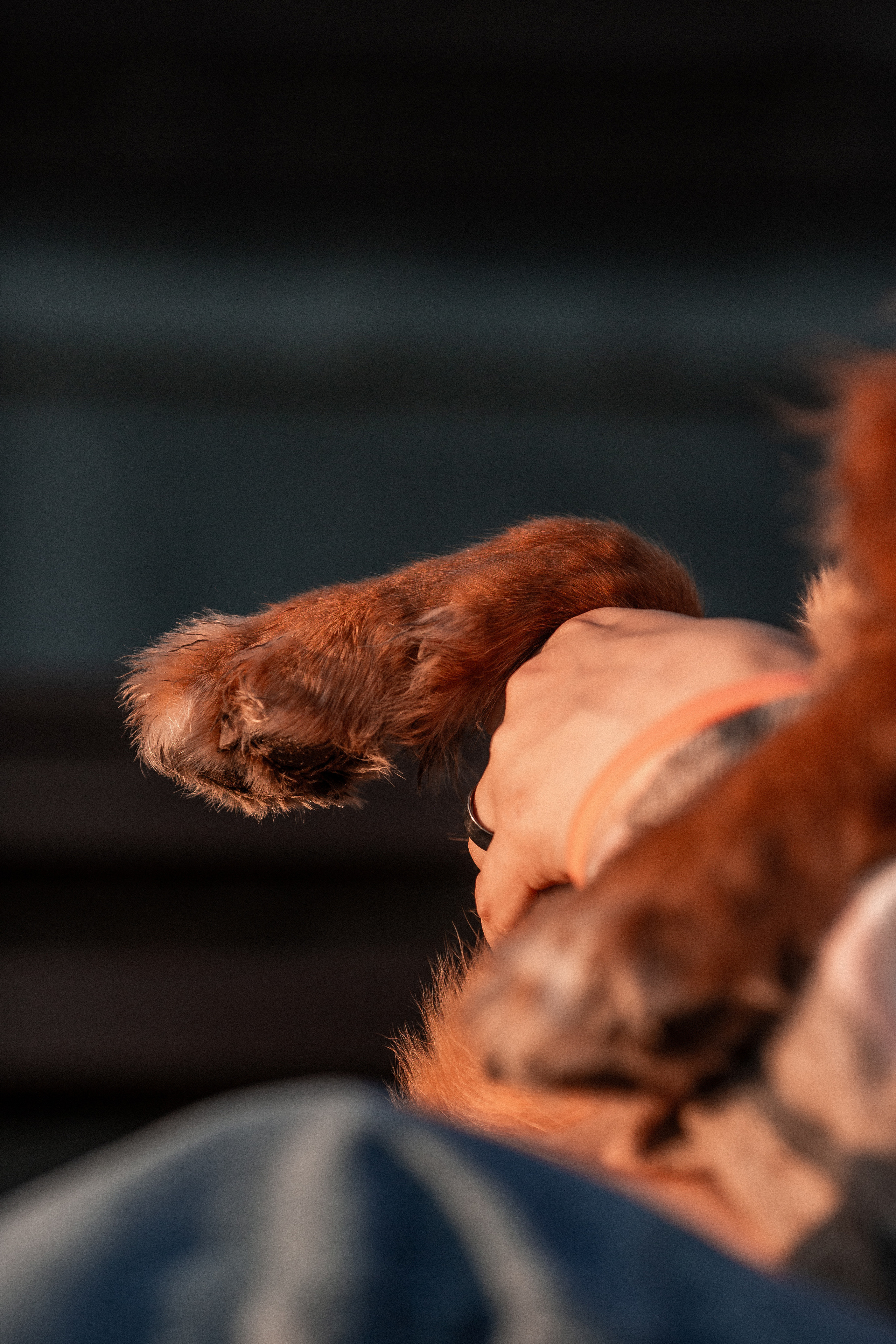 Полина и Эста. Фотограф Анималист в Перми Анастасия Остерман