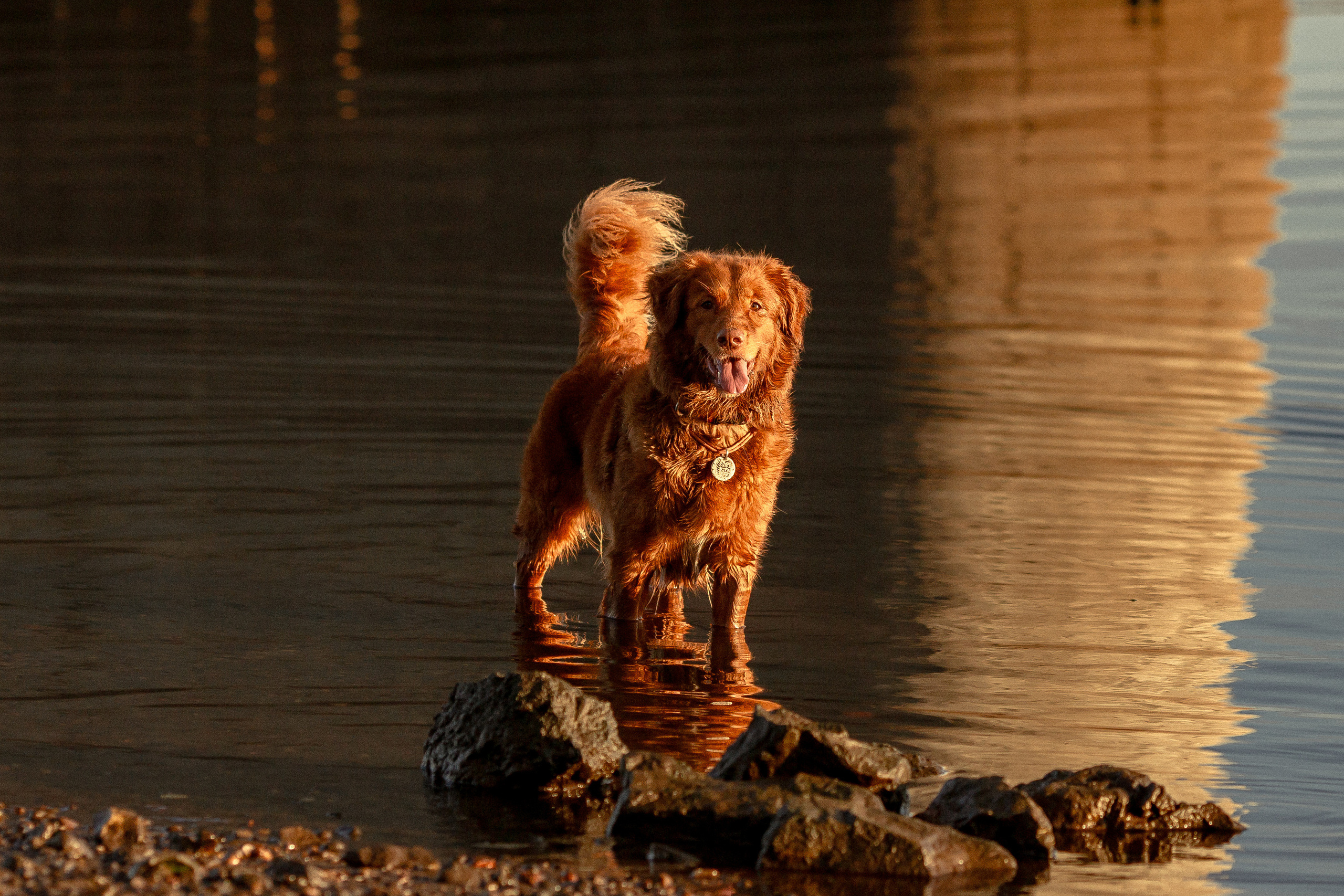 Полина и Эста. Фотограф Анималист в Перми Анастасия Остерман